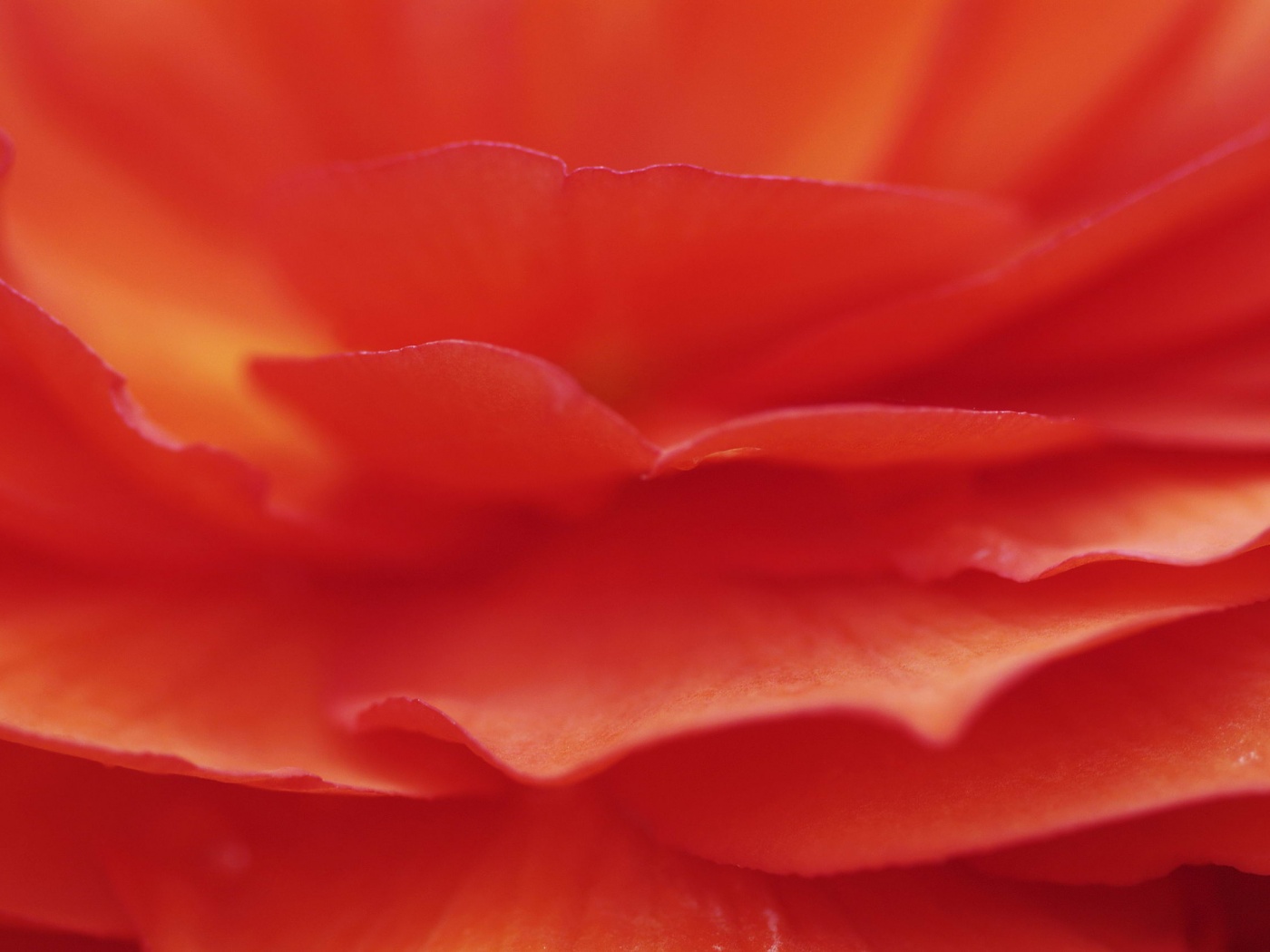 Лепестки красного цветка обои