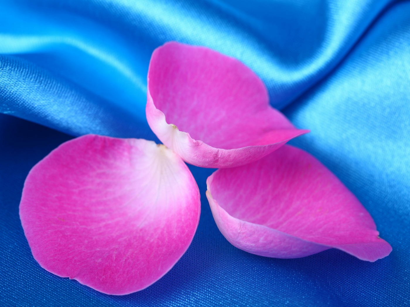 Лепестки розы на голубой ткани обои