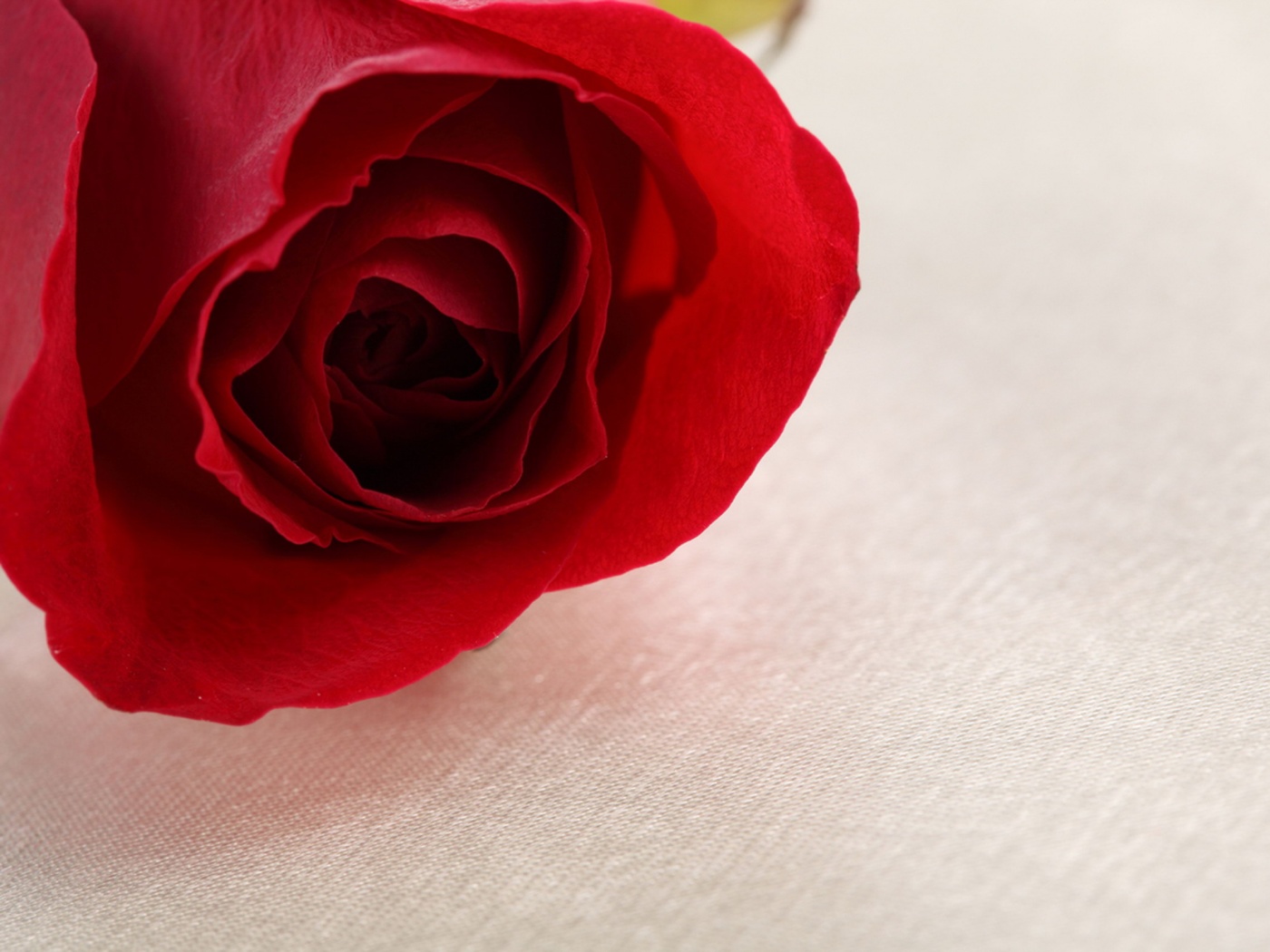 Красная роза обои