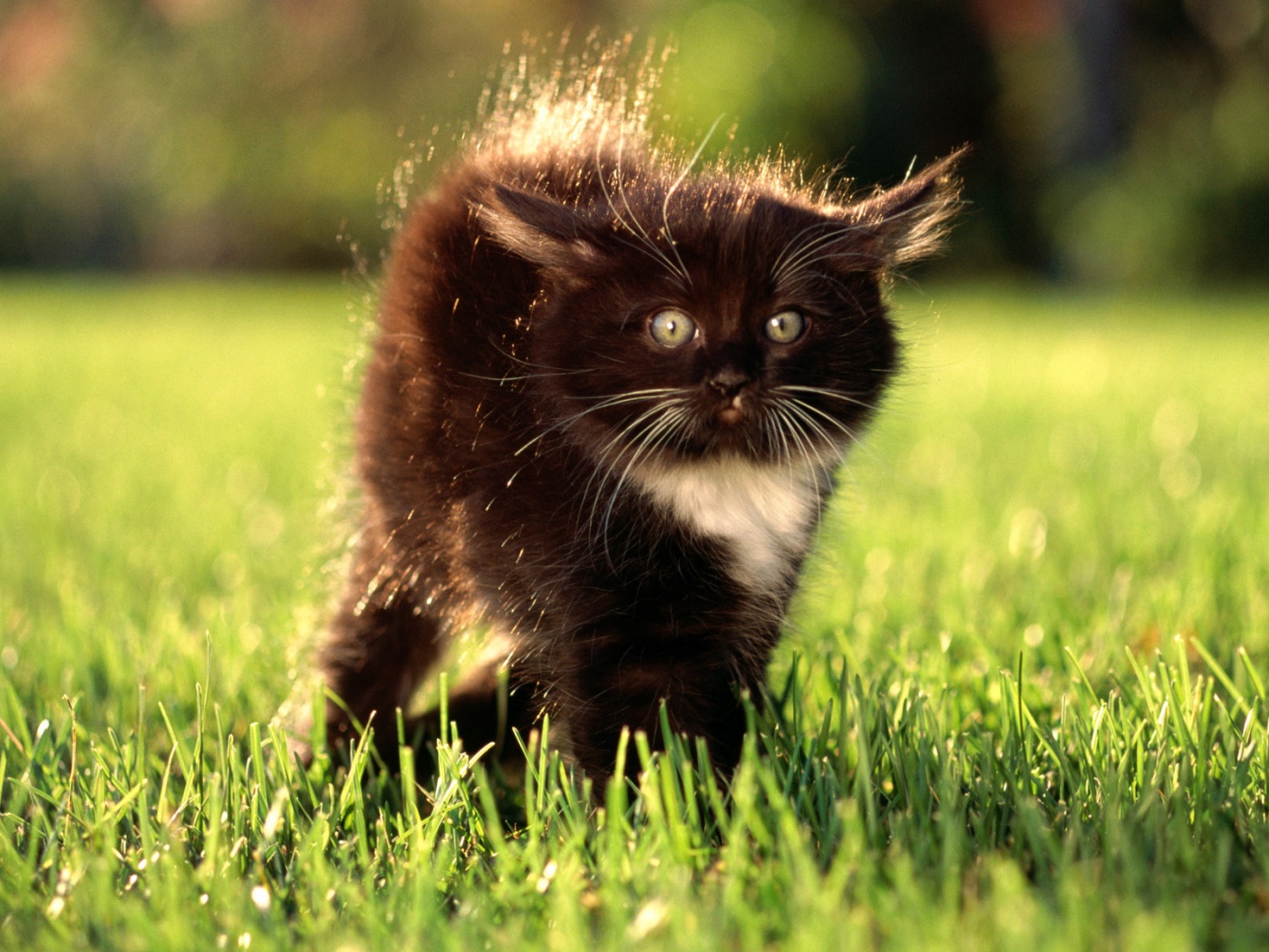 Кот воитель обои