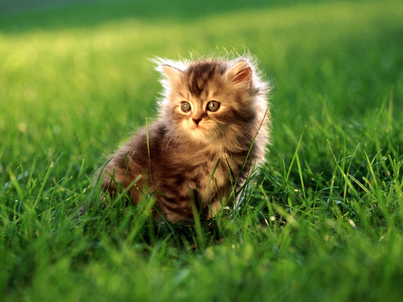 Пушистый котенок в траве обои
