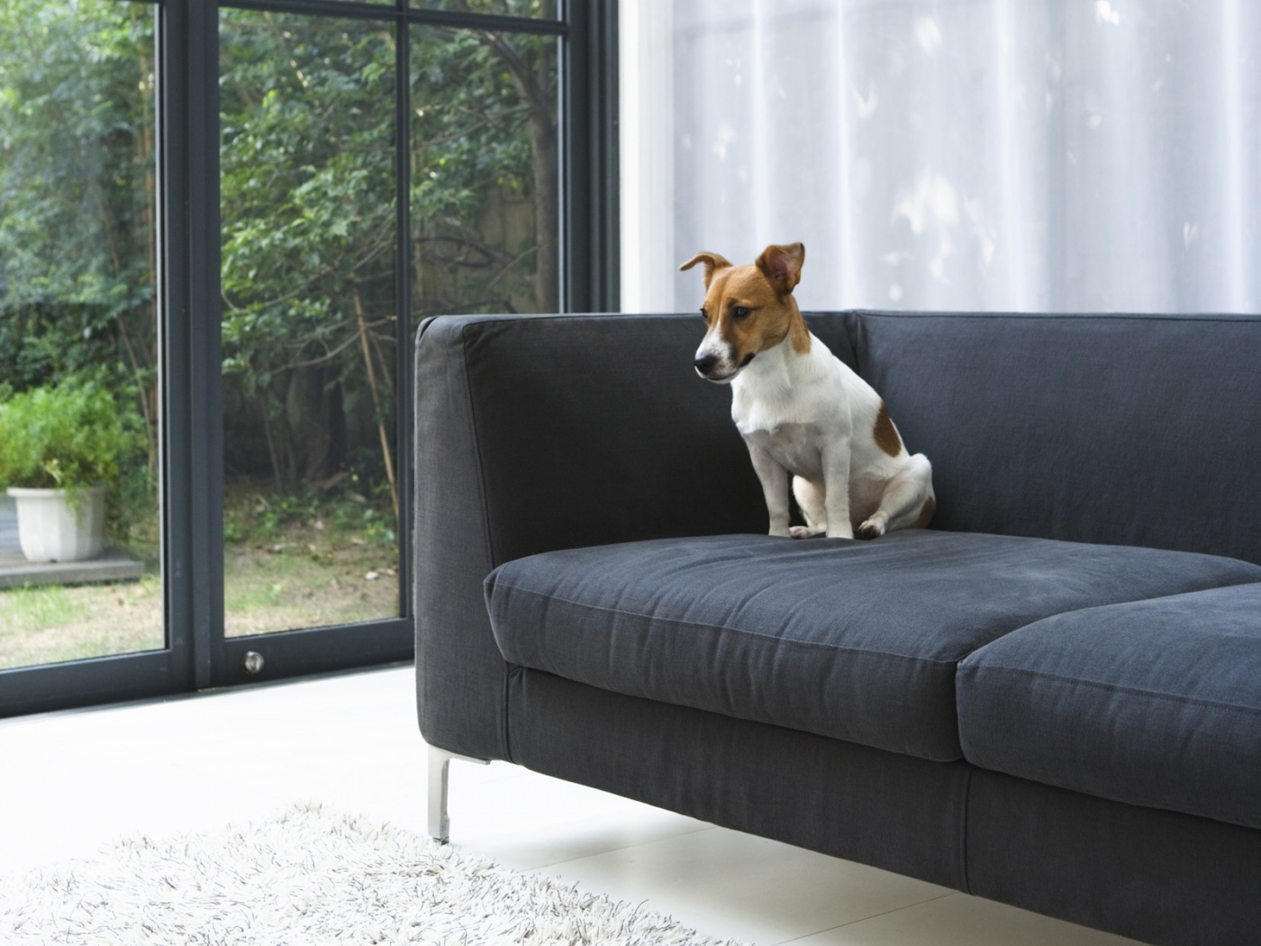 Пес на диване обои