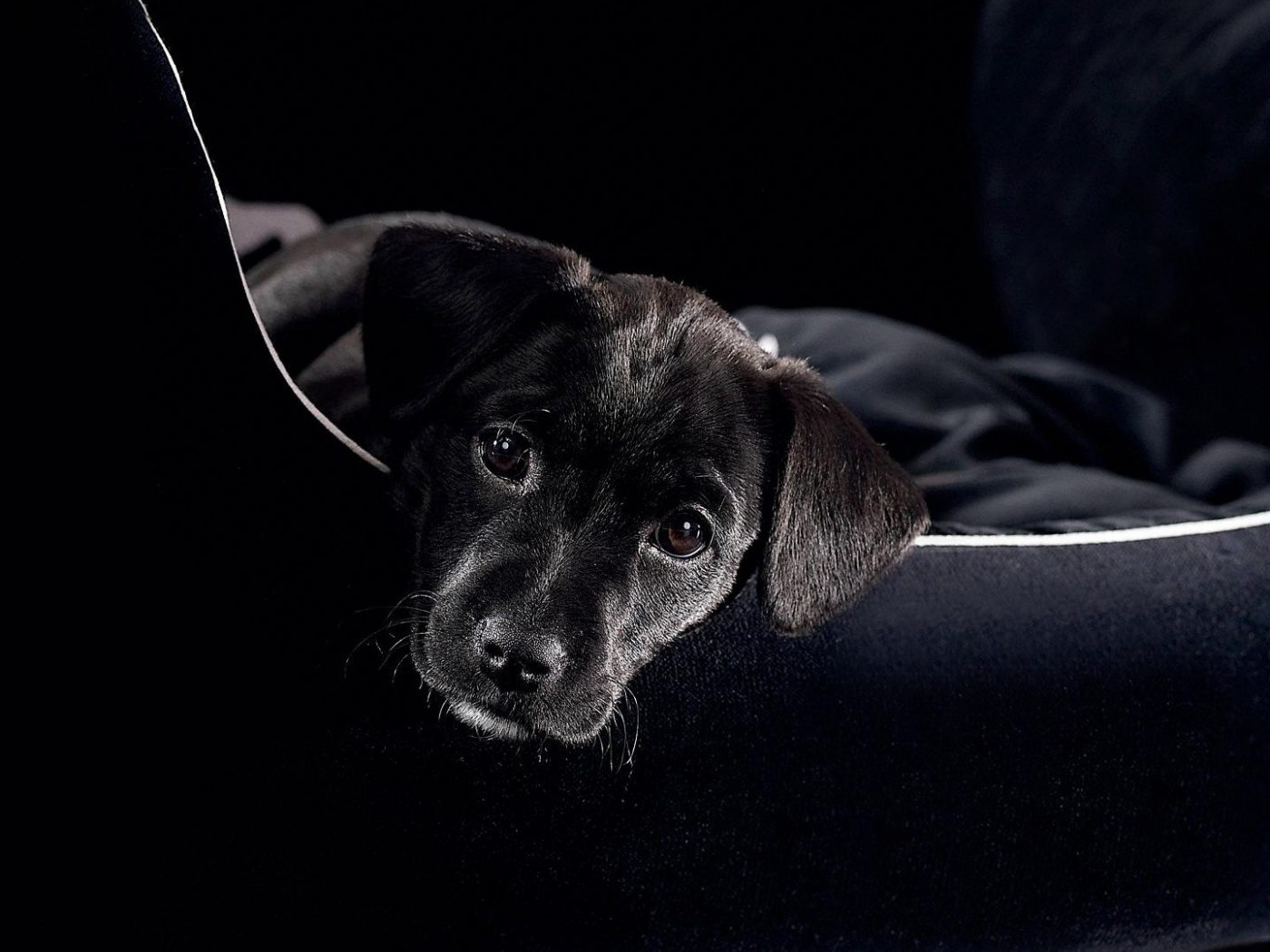 Собачка в сумке обои