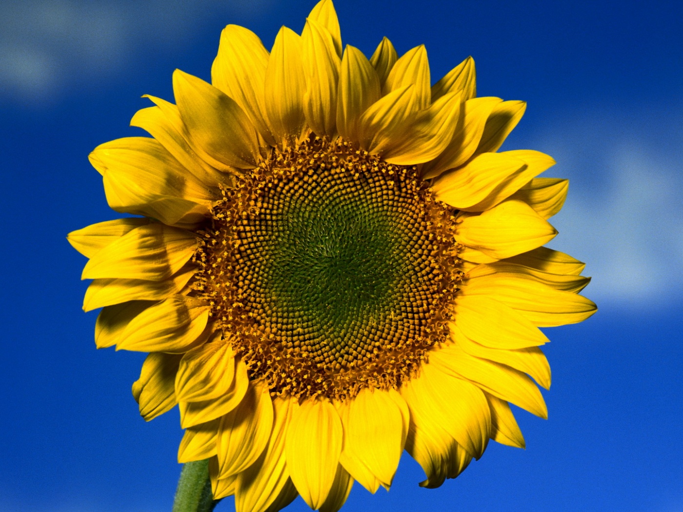 Солнечный цветок обои