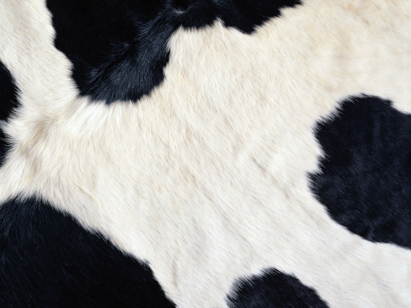 Шкура коровы обои