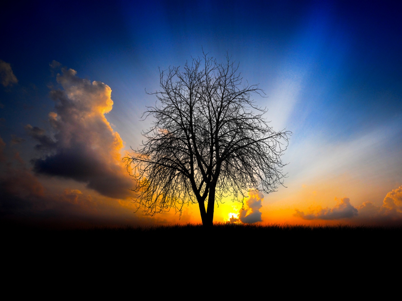 Дерево на закате обои