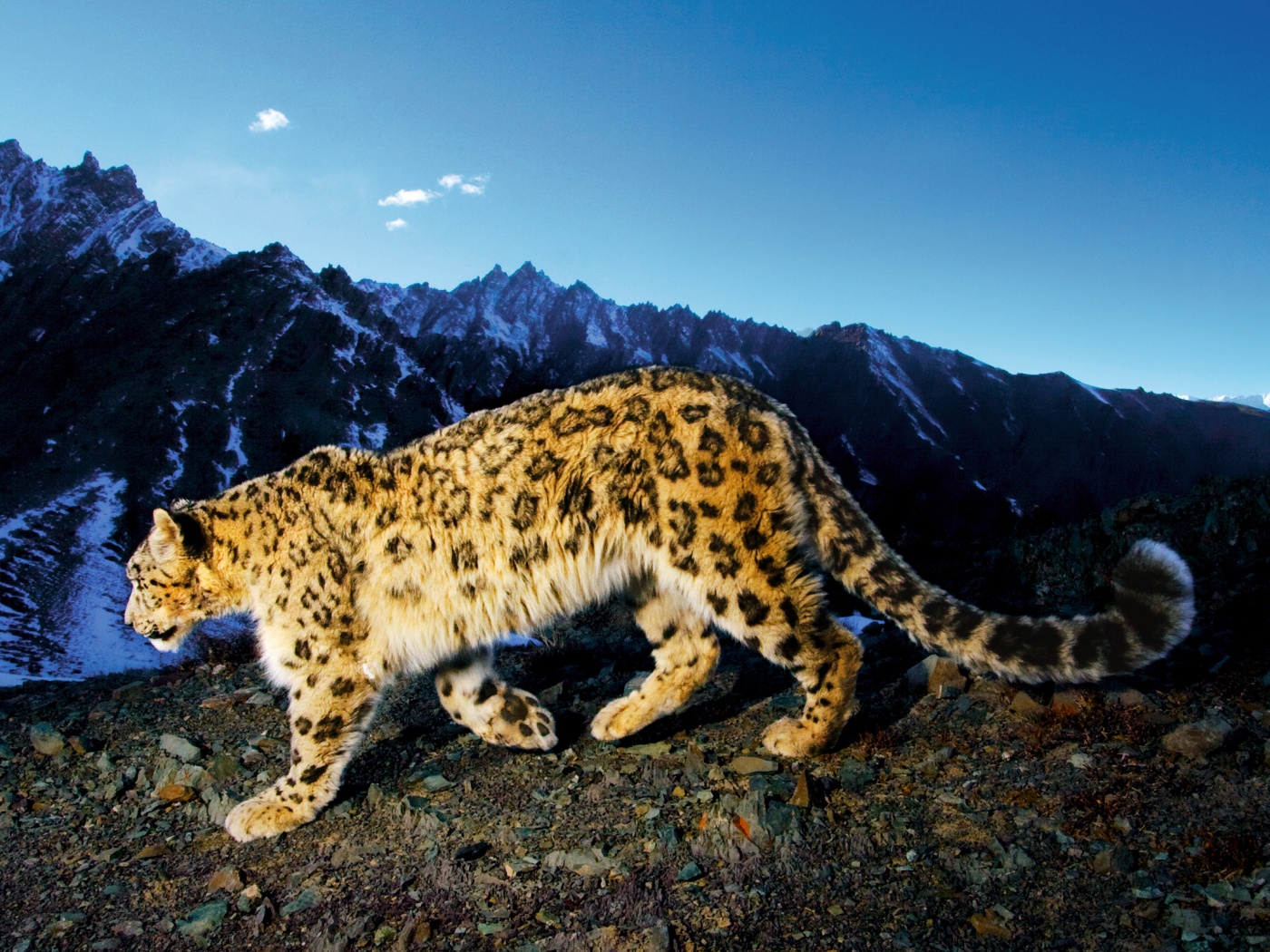 Леопард обои