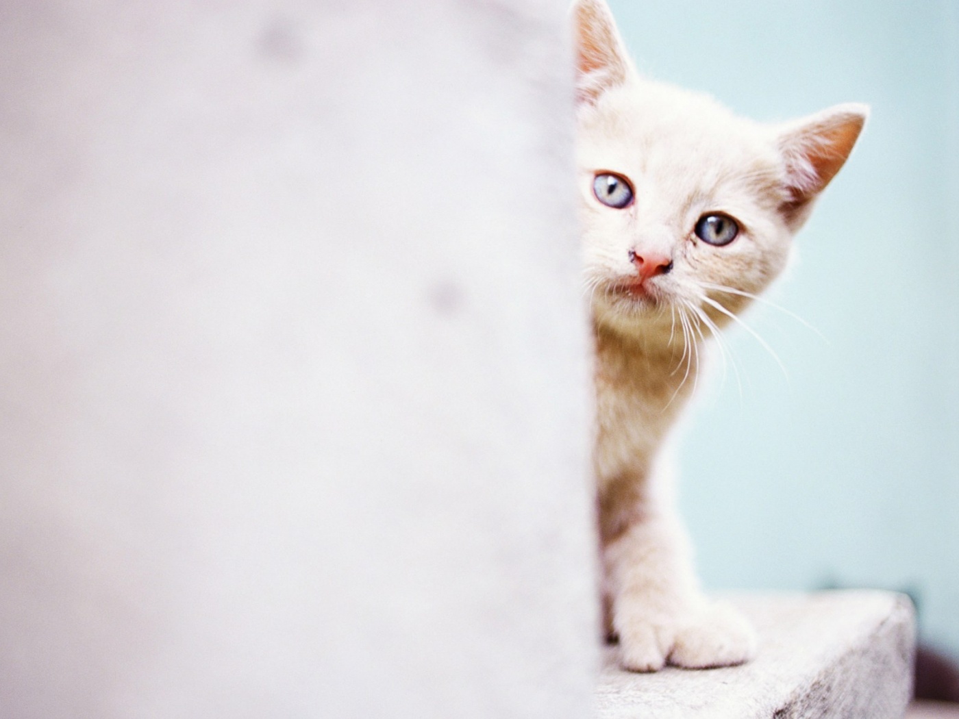 Котик из-за угла обои