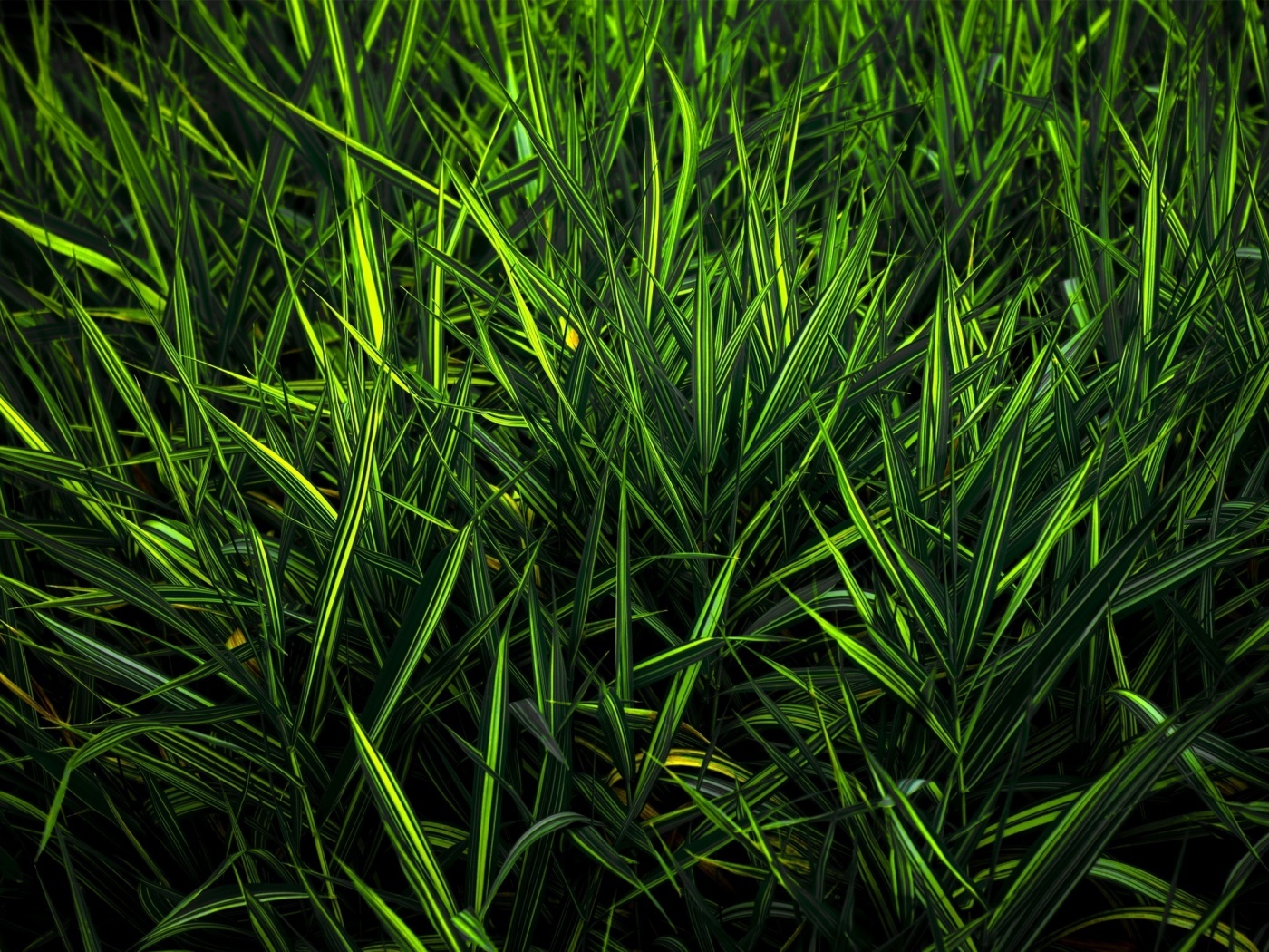 Дикая трава обои