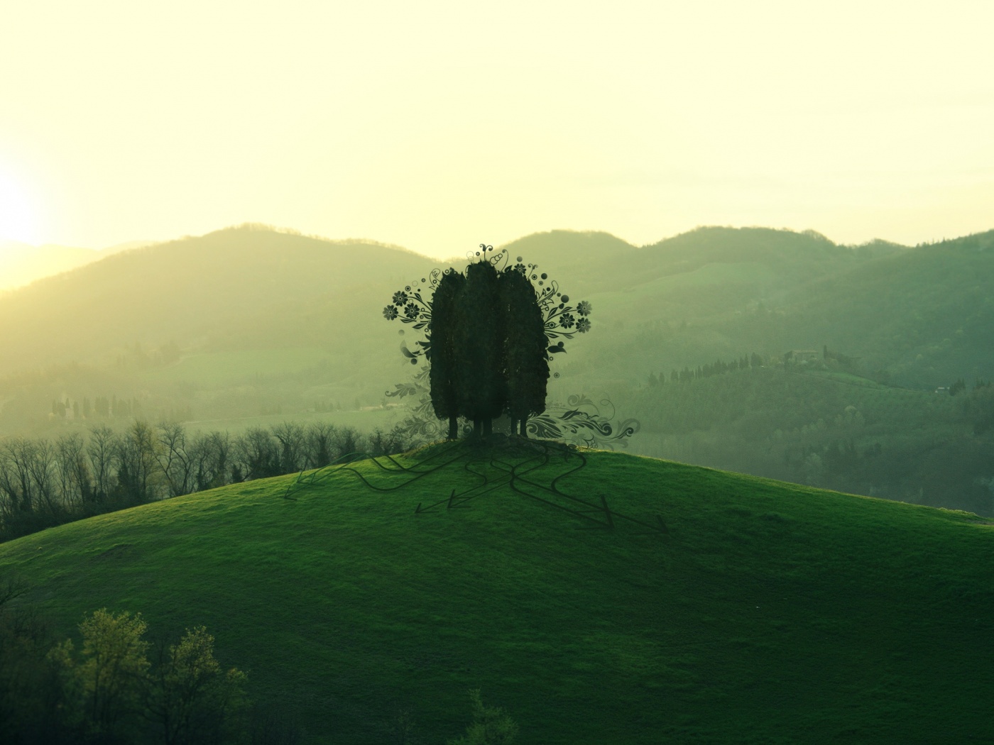 Деревья на холме обои