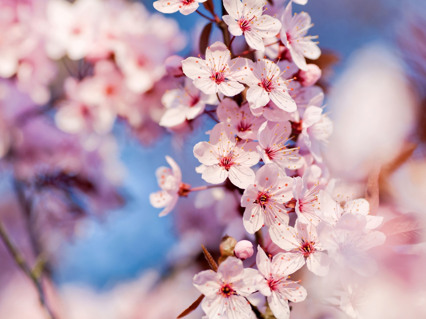 Цветение вишни обои