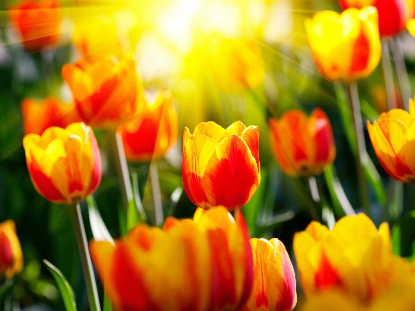 Солнечные тюльпаны обои