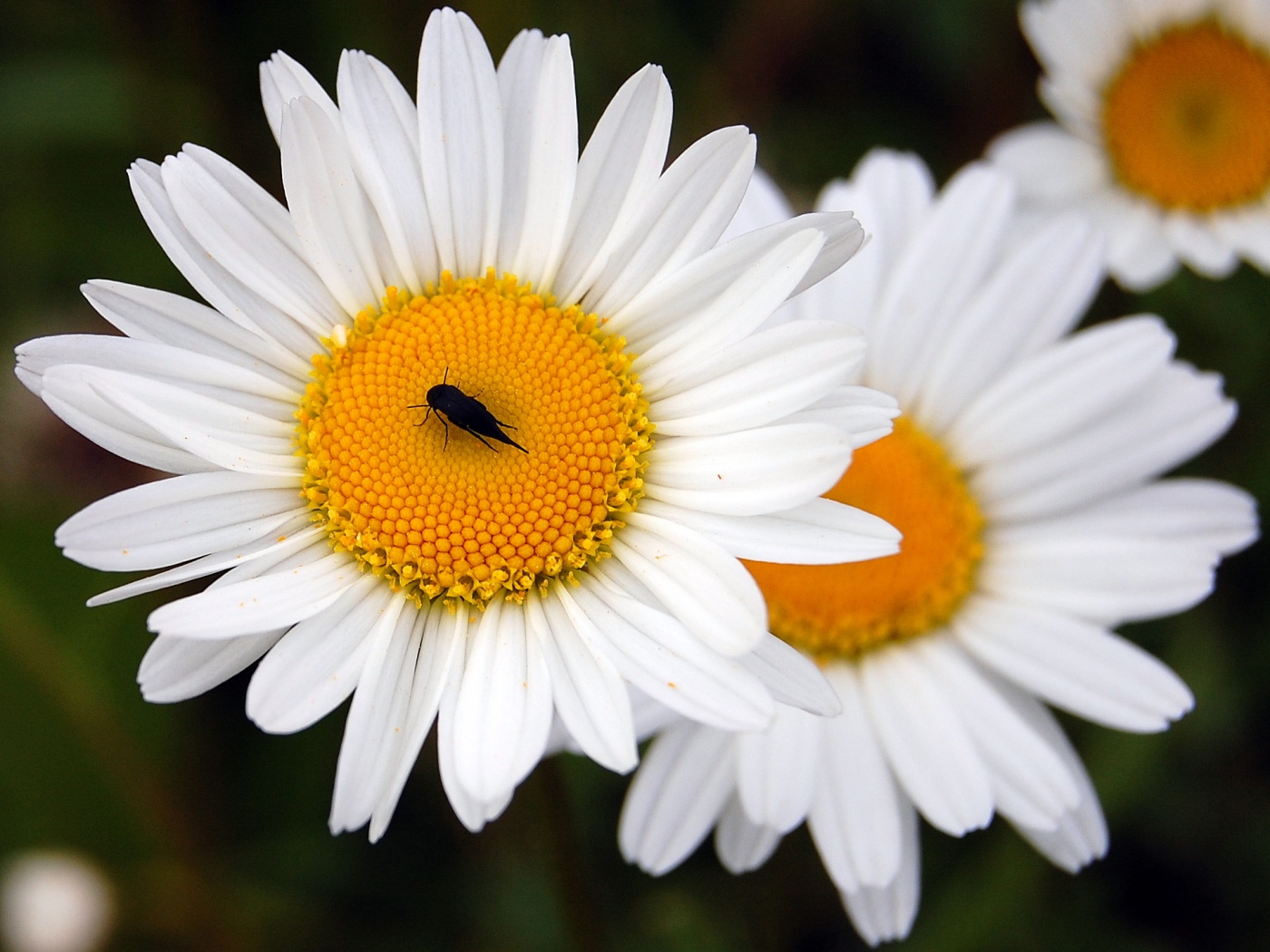 Ромашки обои