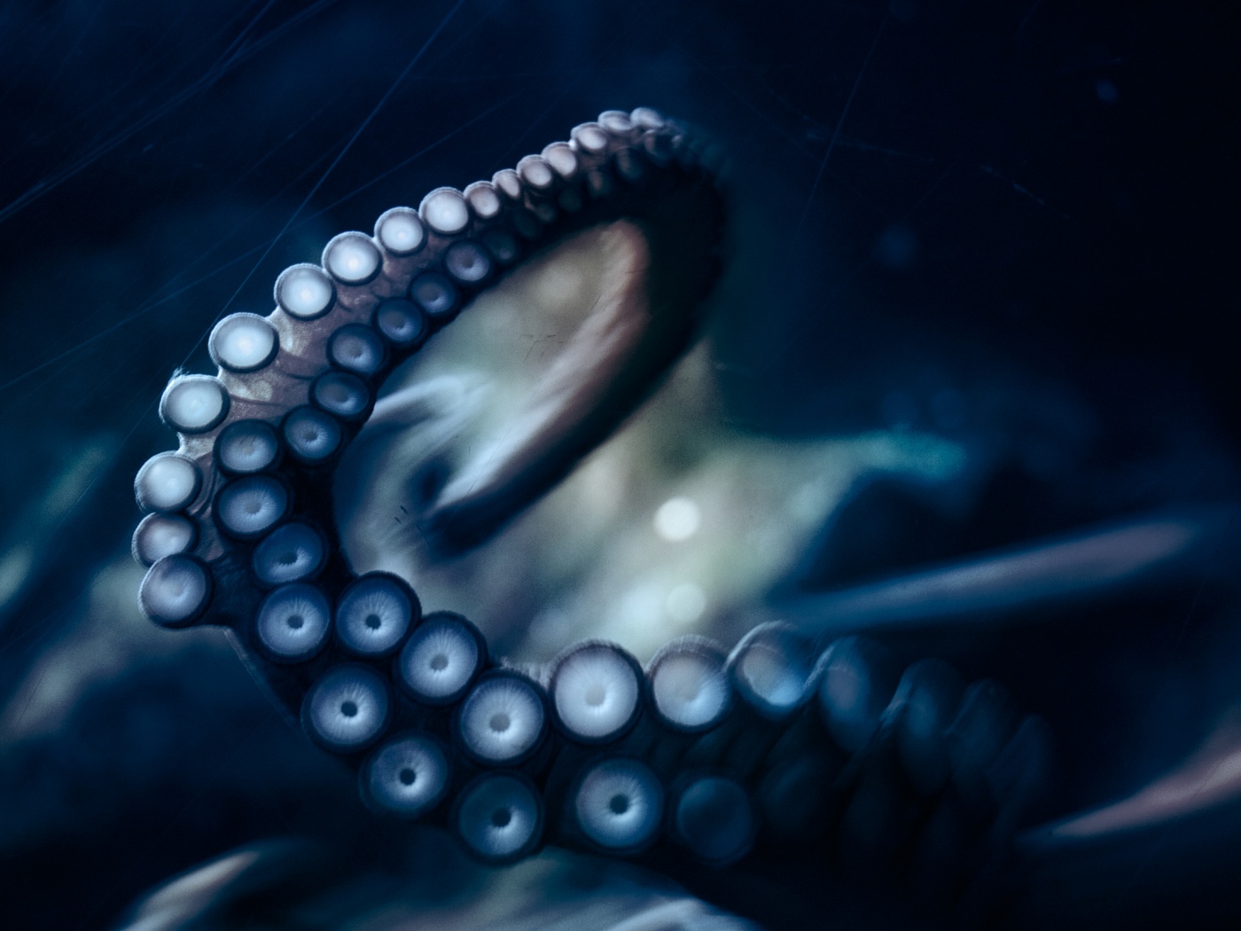 Щупальце обои