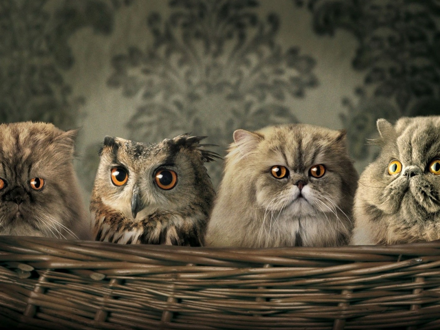 Чужой среди своих обои