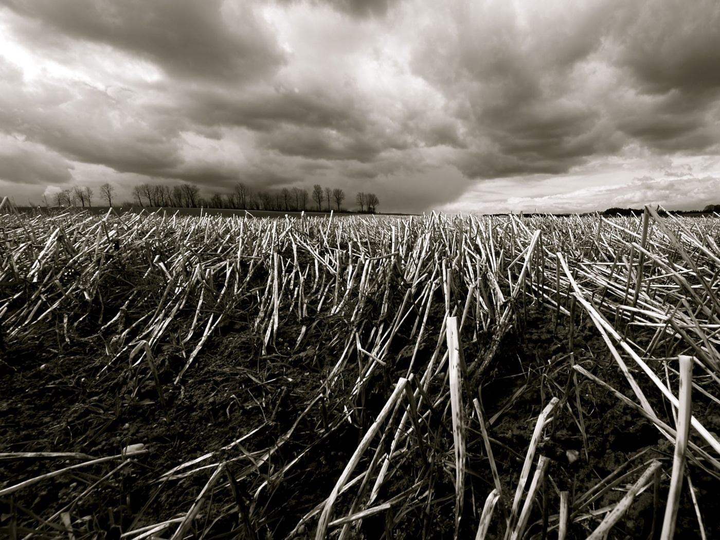 Убранное поле обои