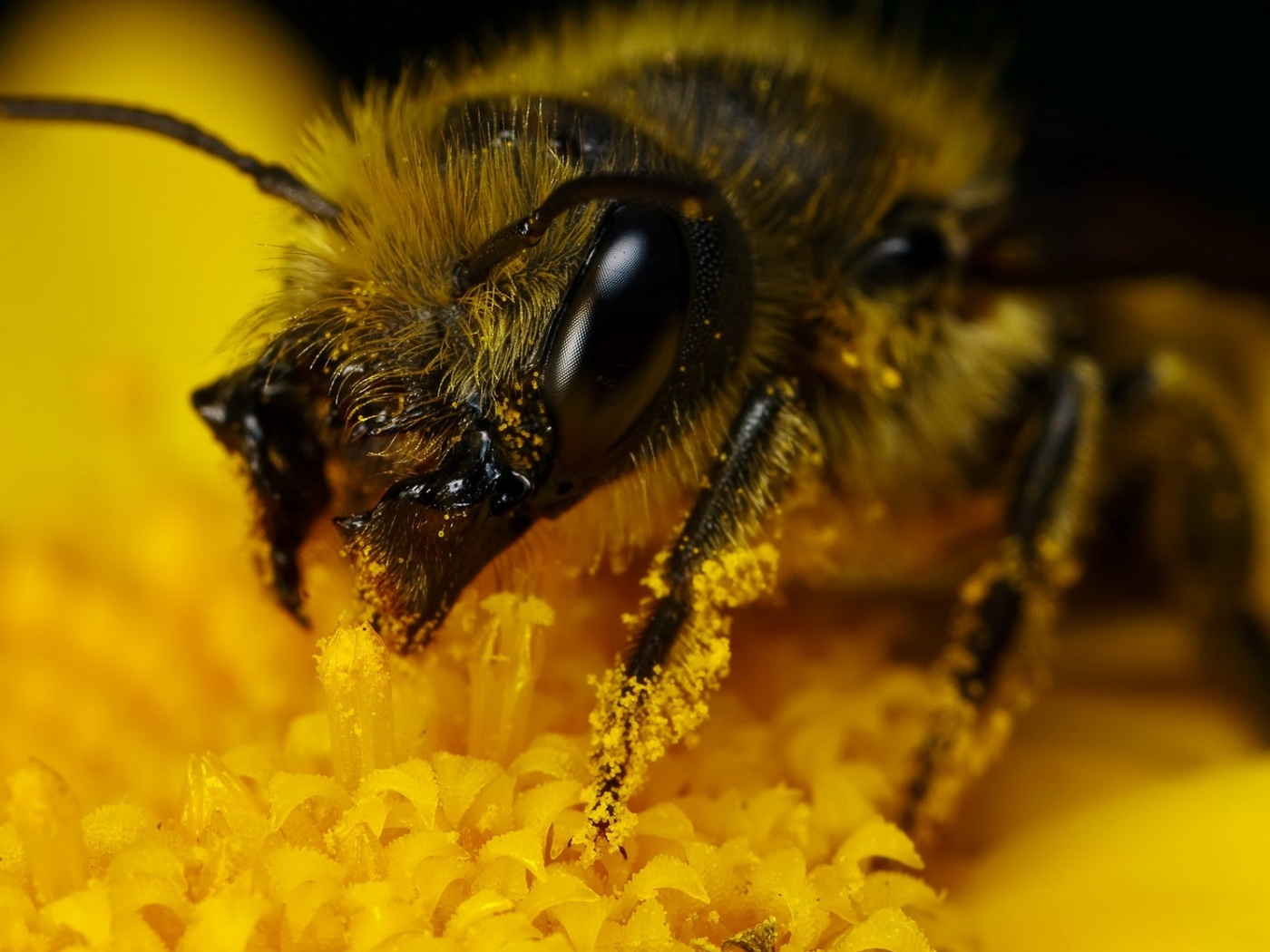 Пчела крупным планом обои