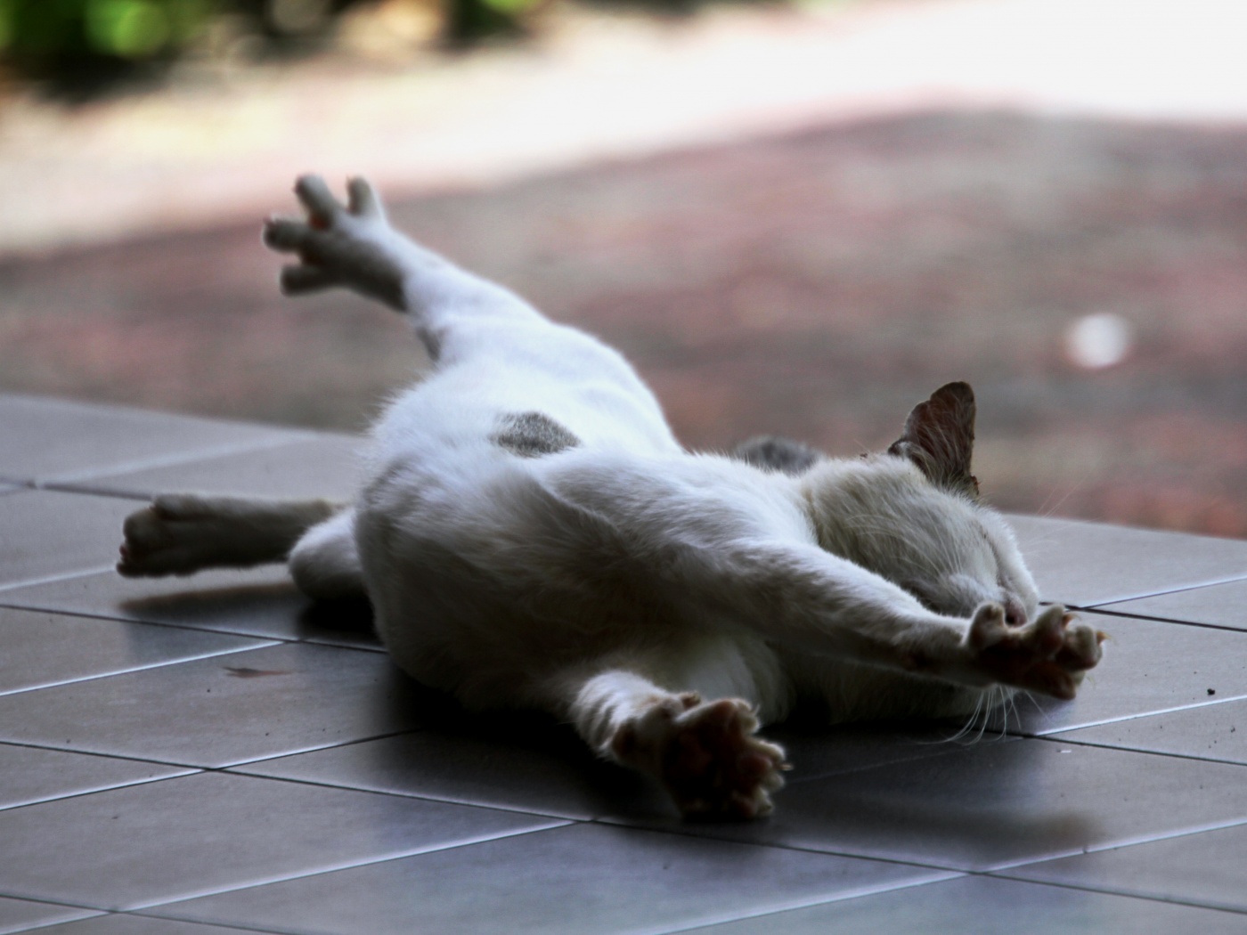 Потягивающаяся кошка обои