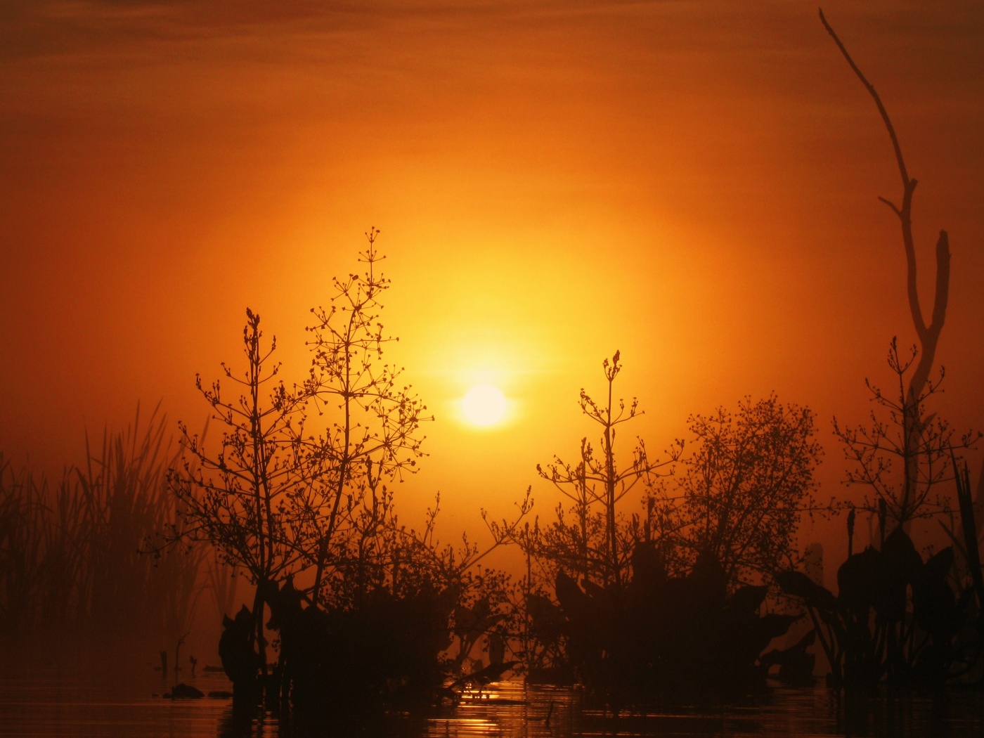 Доисторическое утро обои