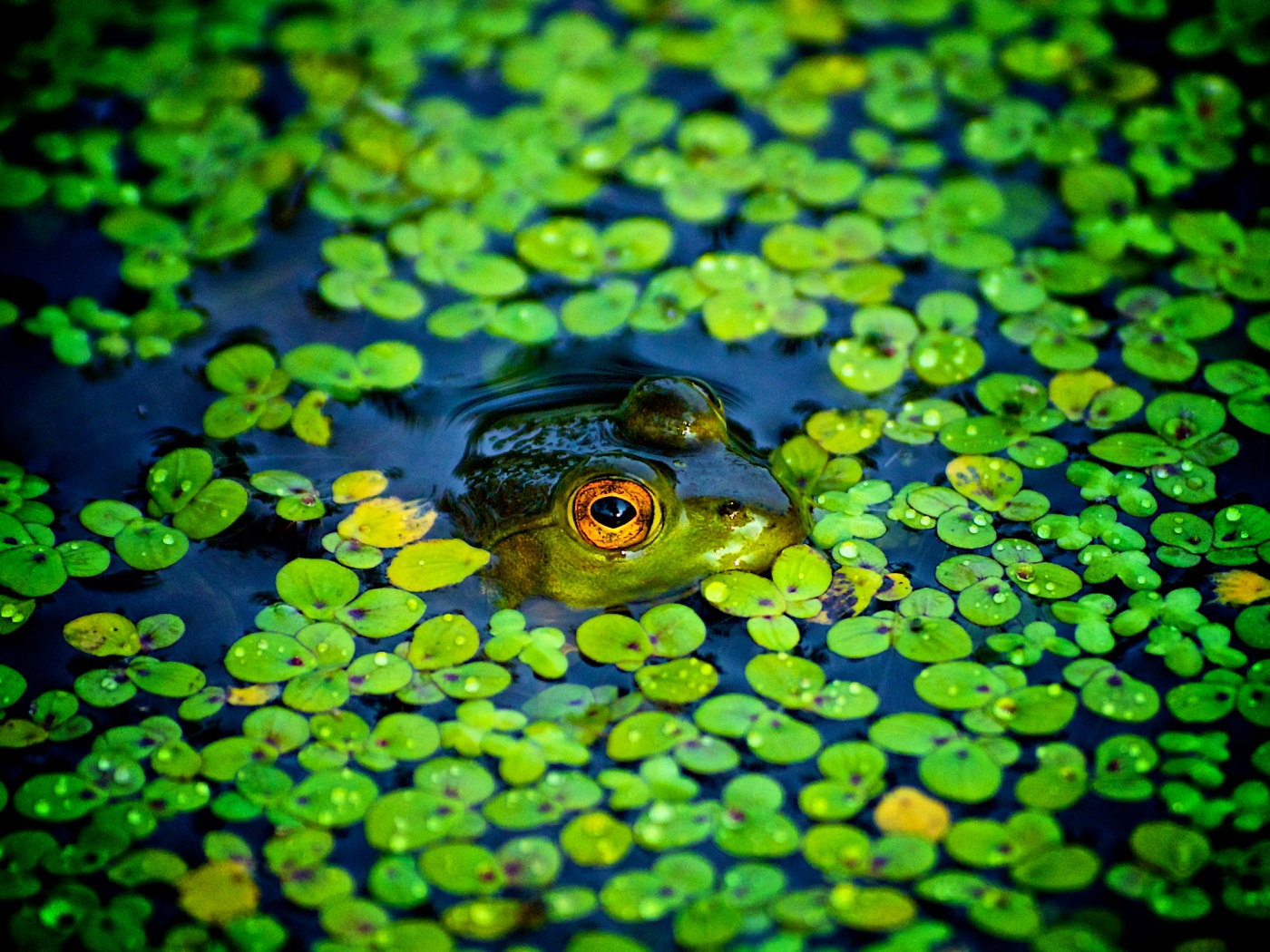 Маленькая лягушка обои