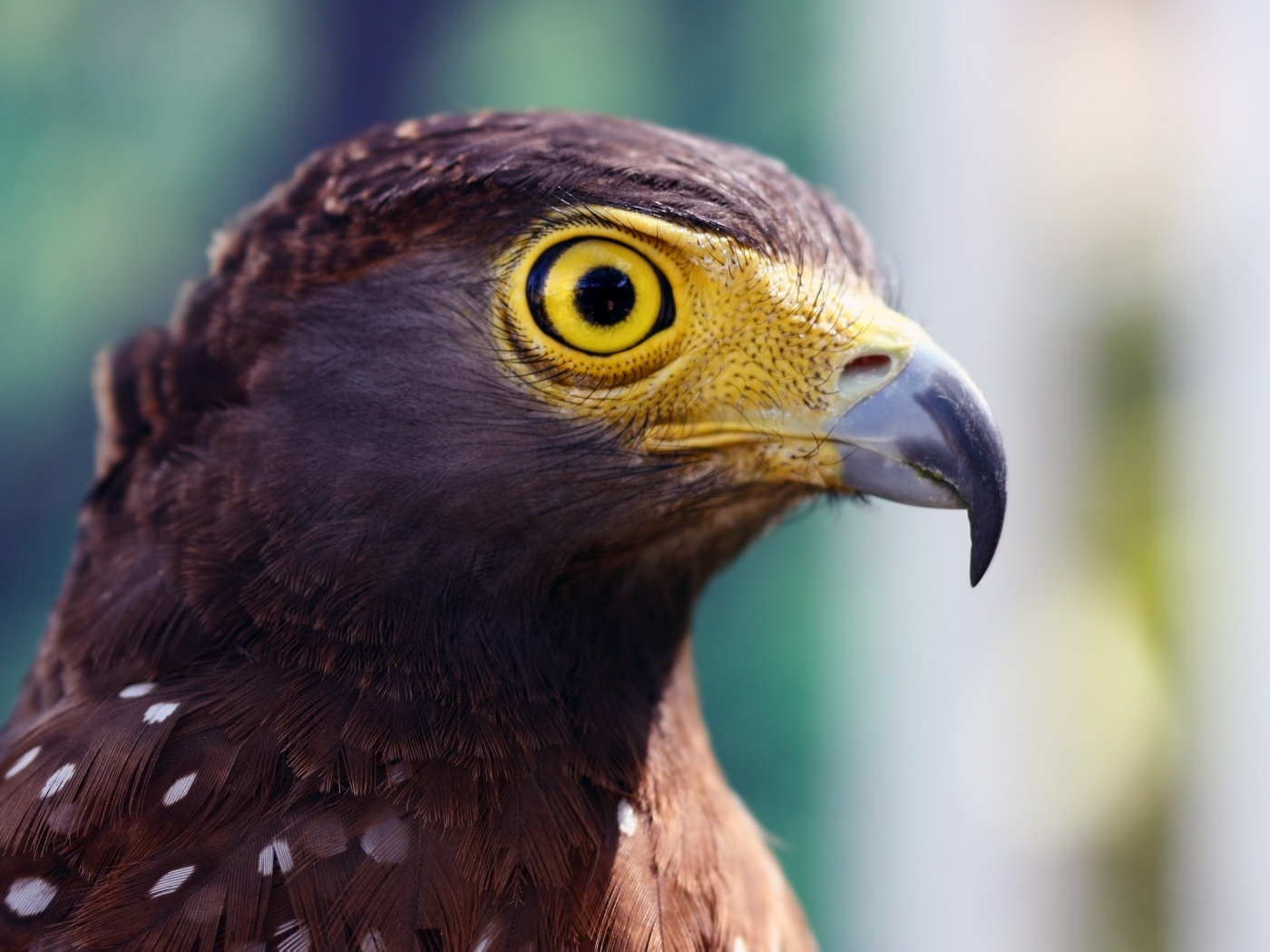 Взгляд орла обои