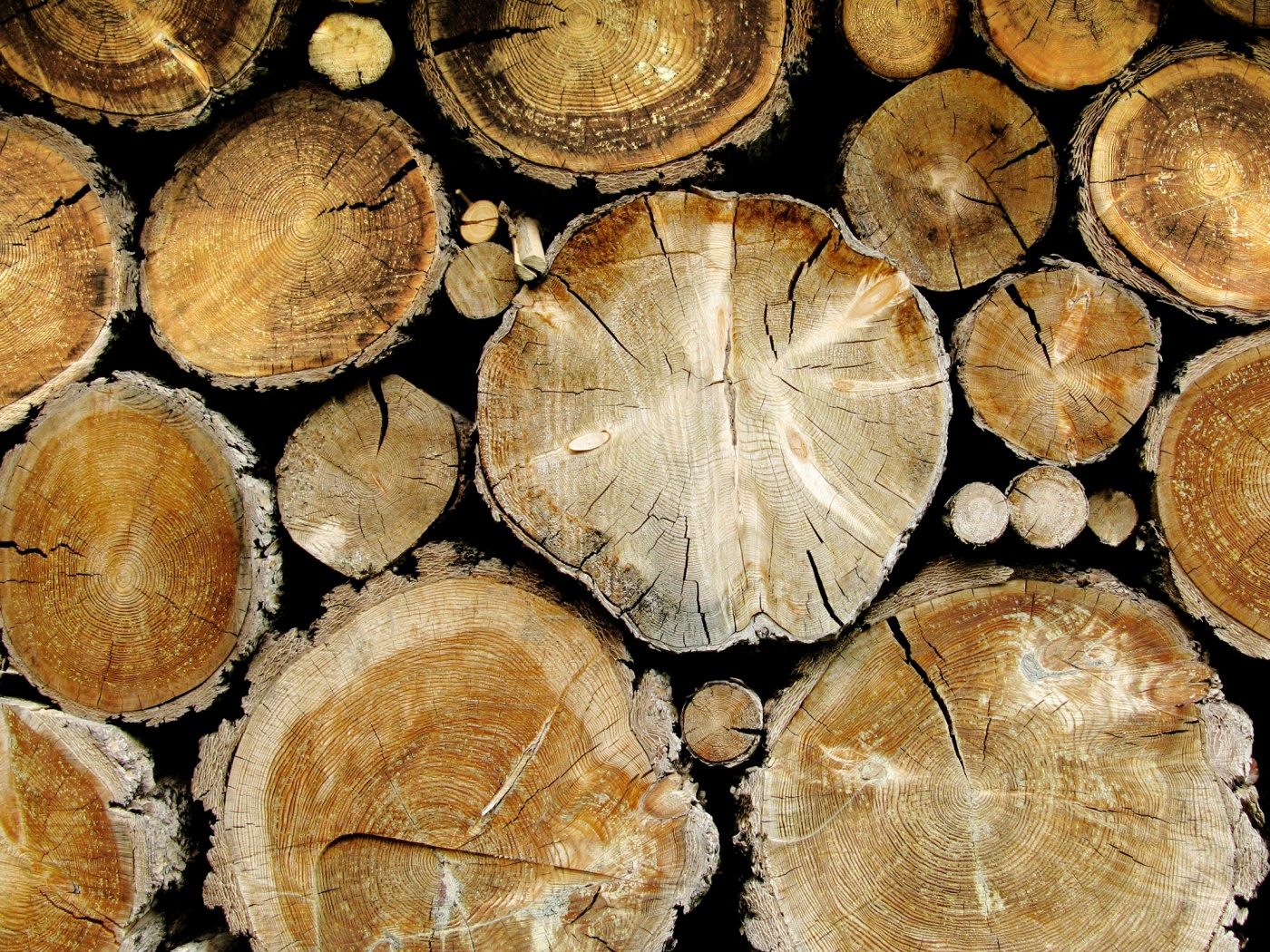 Древесный спил обои