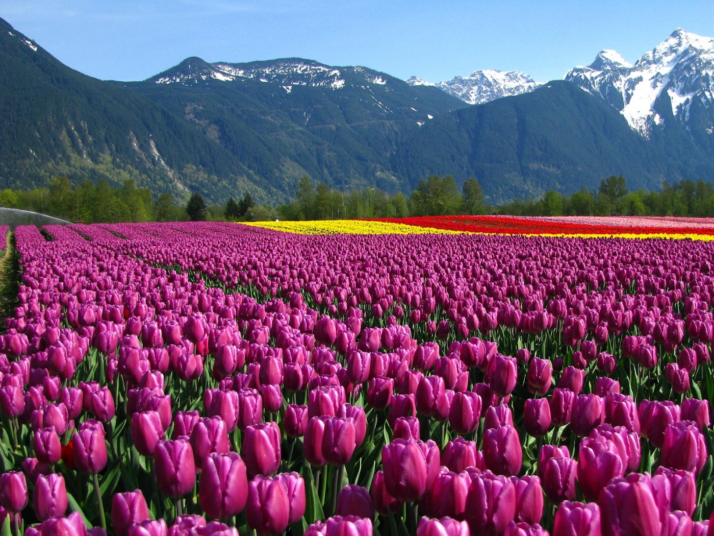 Поле тюльпанов обои