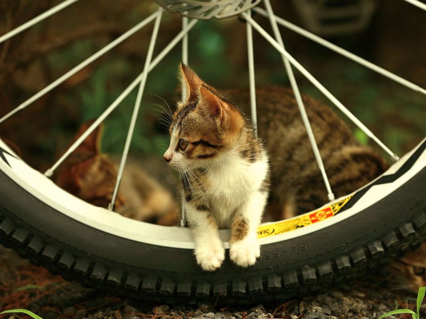 Маленький котенок обои