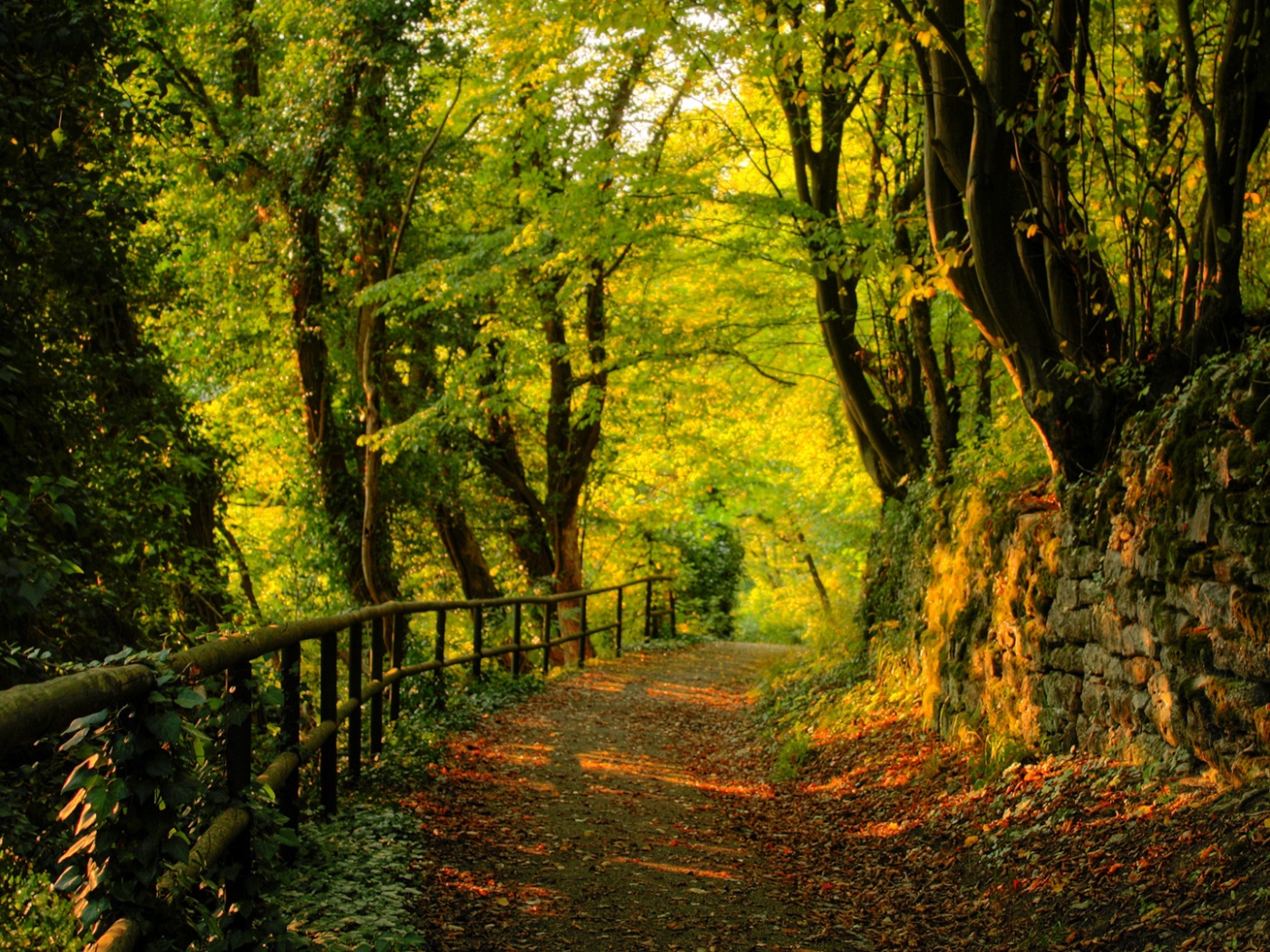 Лесная дорожка обои