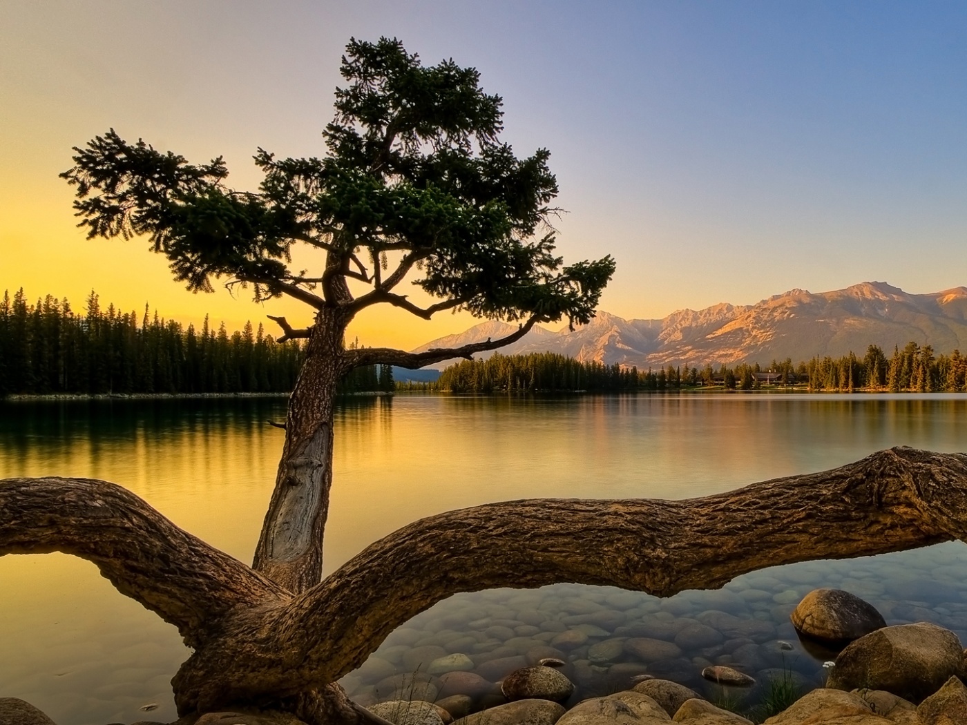 Дерево у горного озера обои