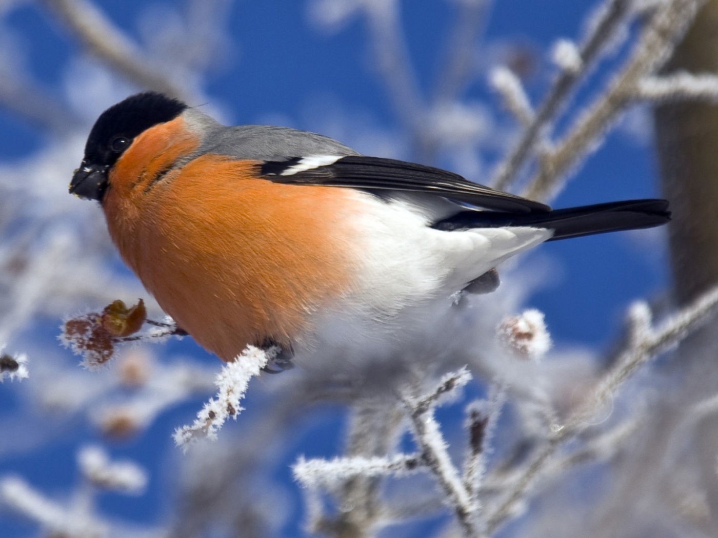 Снегирь на ветке обои