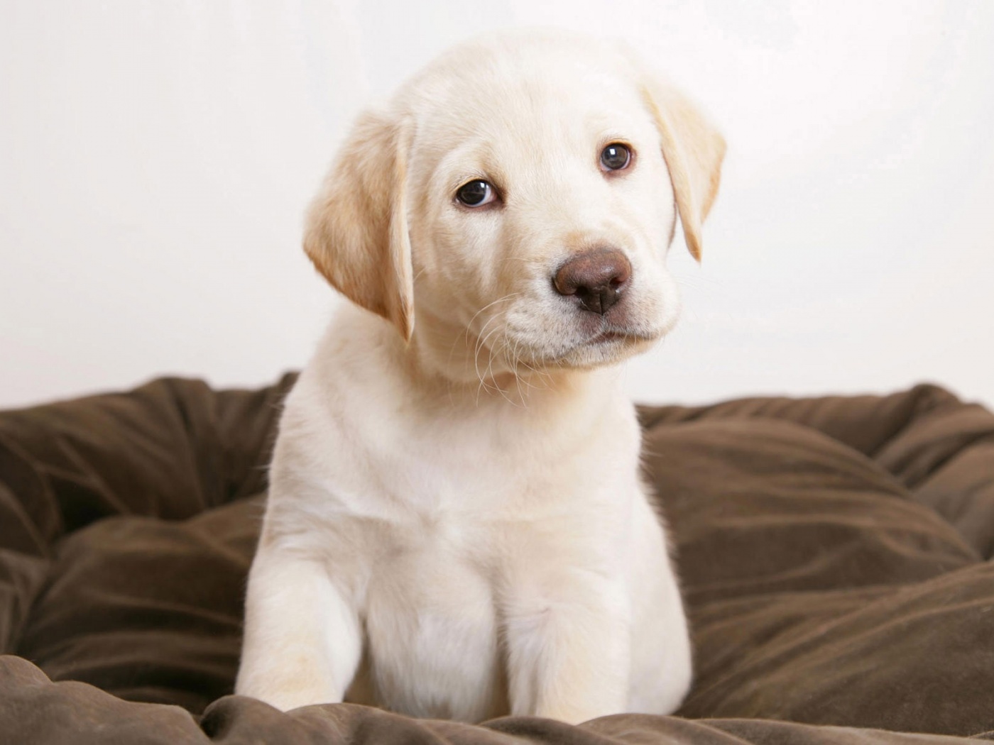 Маленький щеночек обои