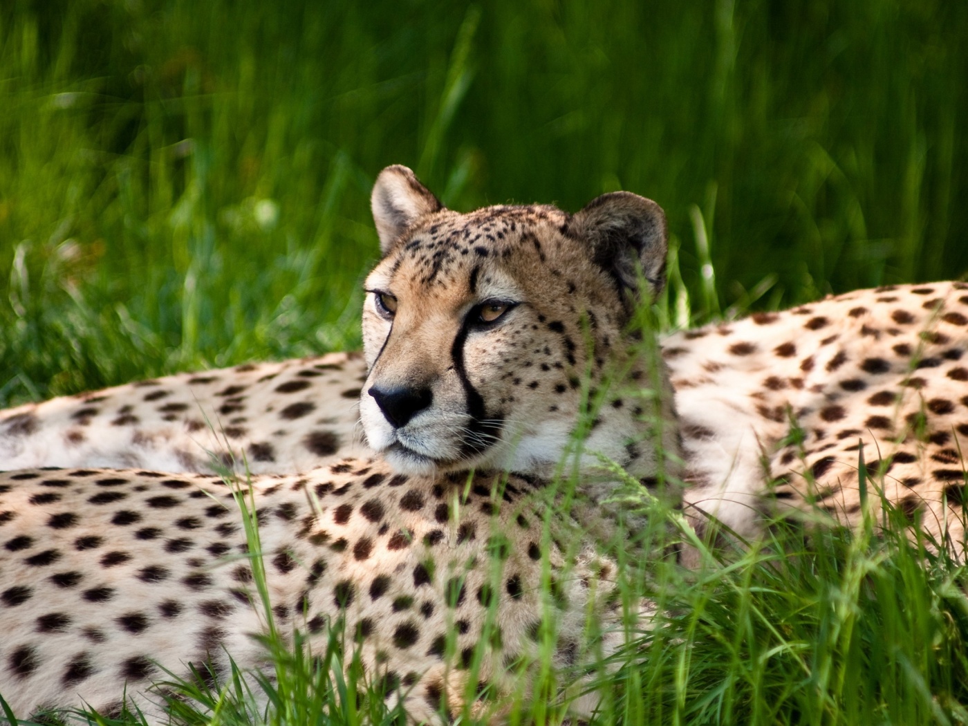 Два изящных гепард в природе обои