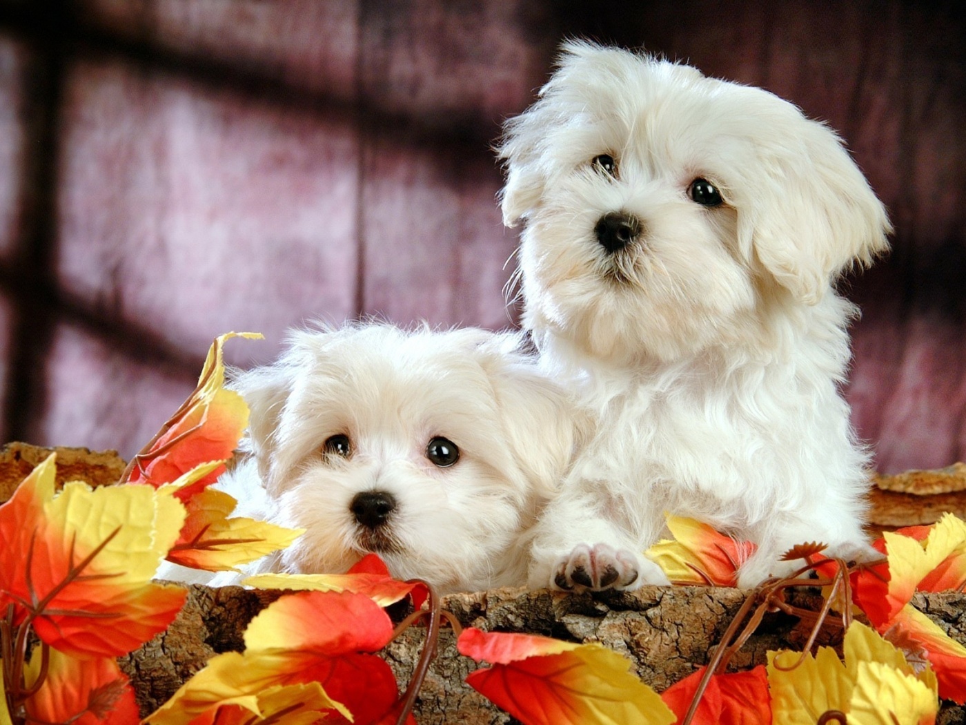 Два белых и пушистых пёсика  обои