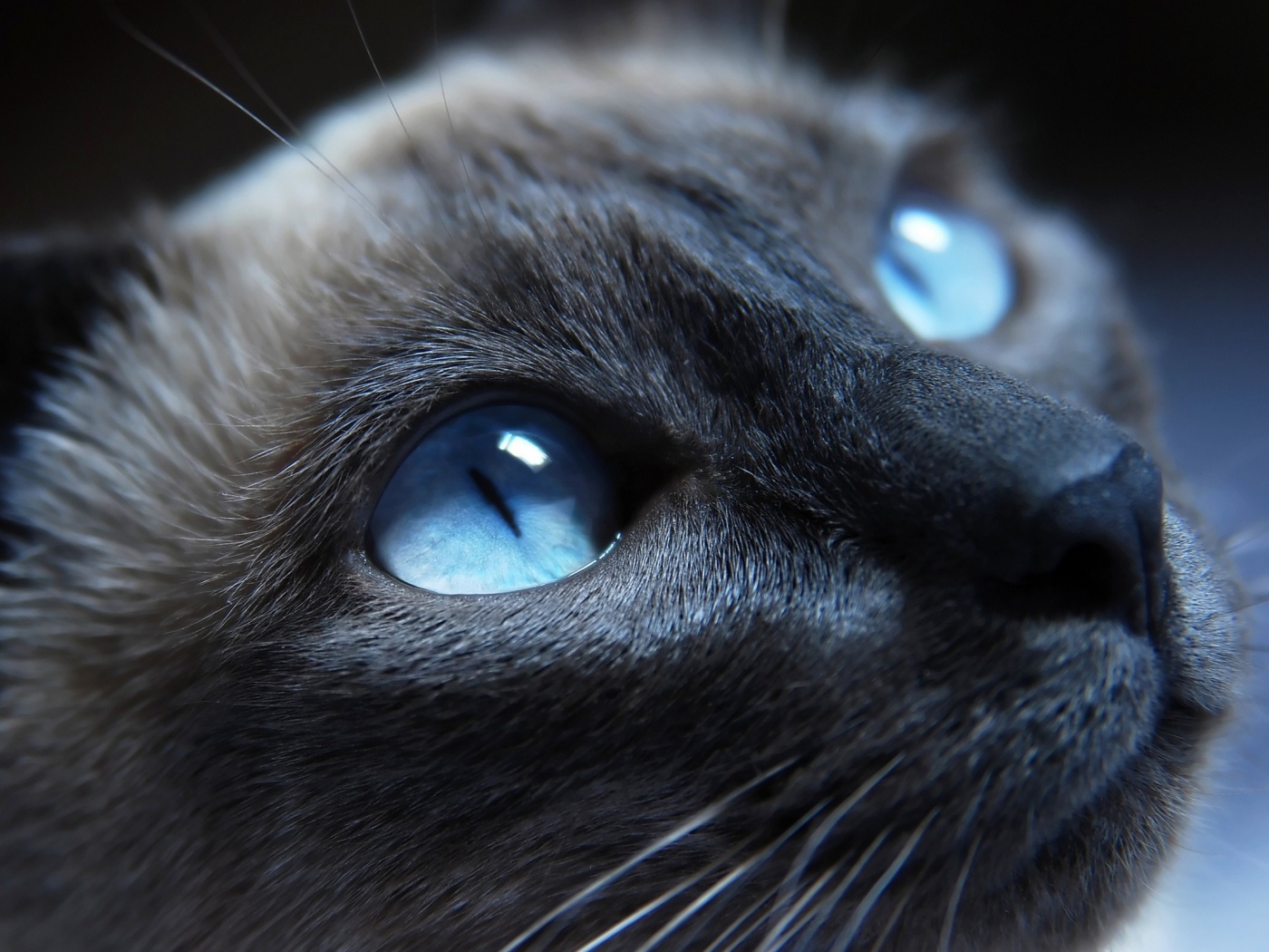 Кот с голубыми глазами обои
