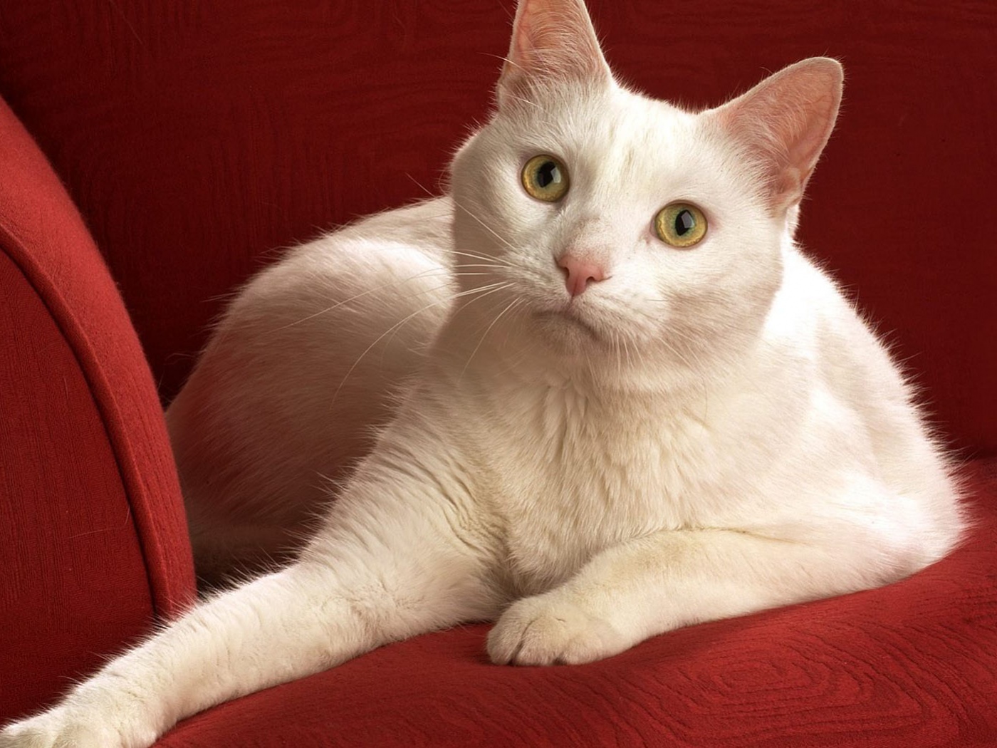 Белой кот на красном диване обои