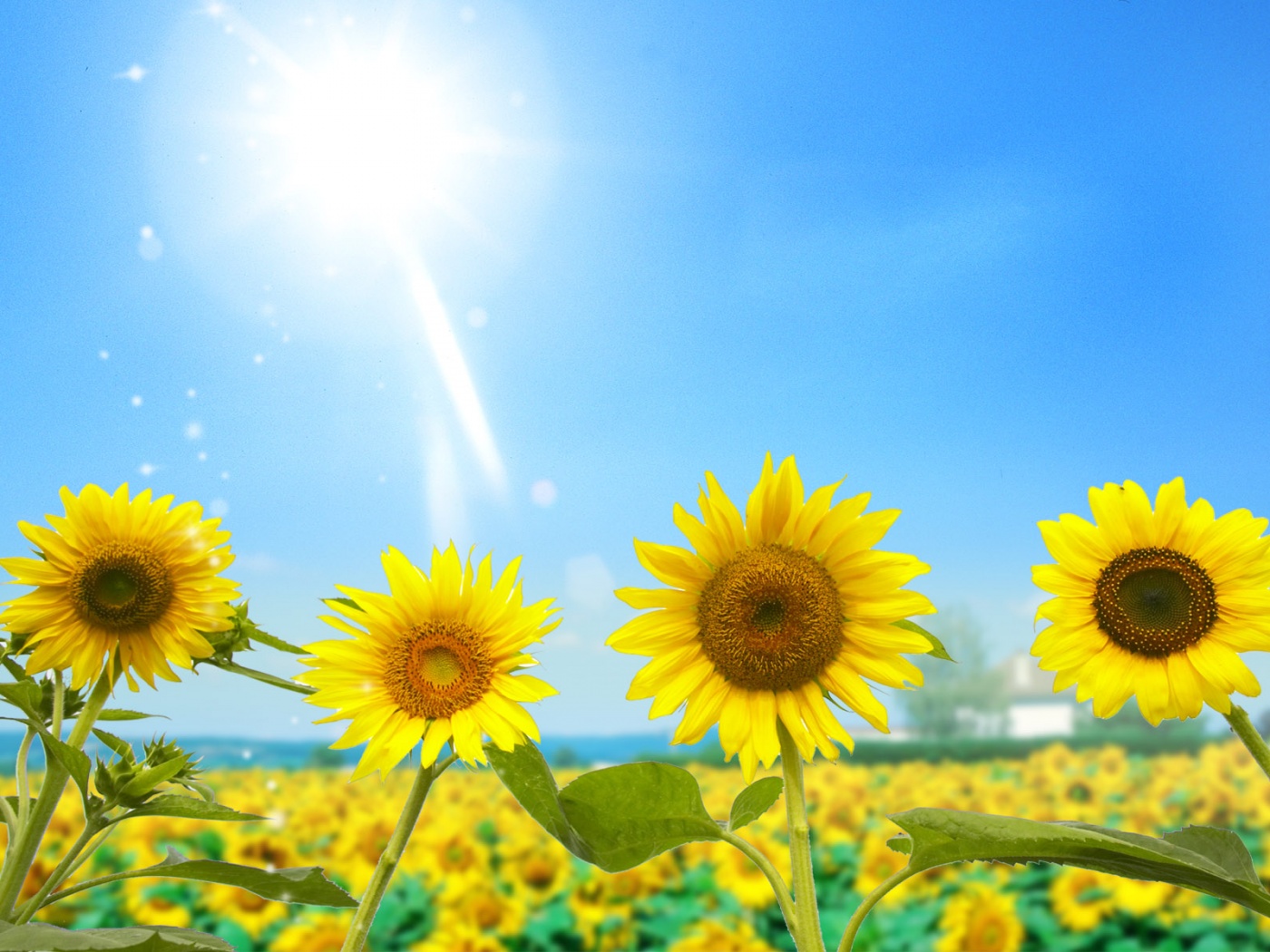 Подсолнухи не смотрят на солнце обои