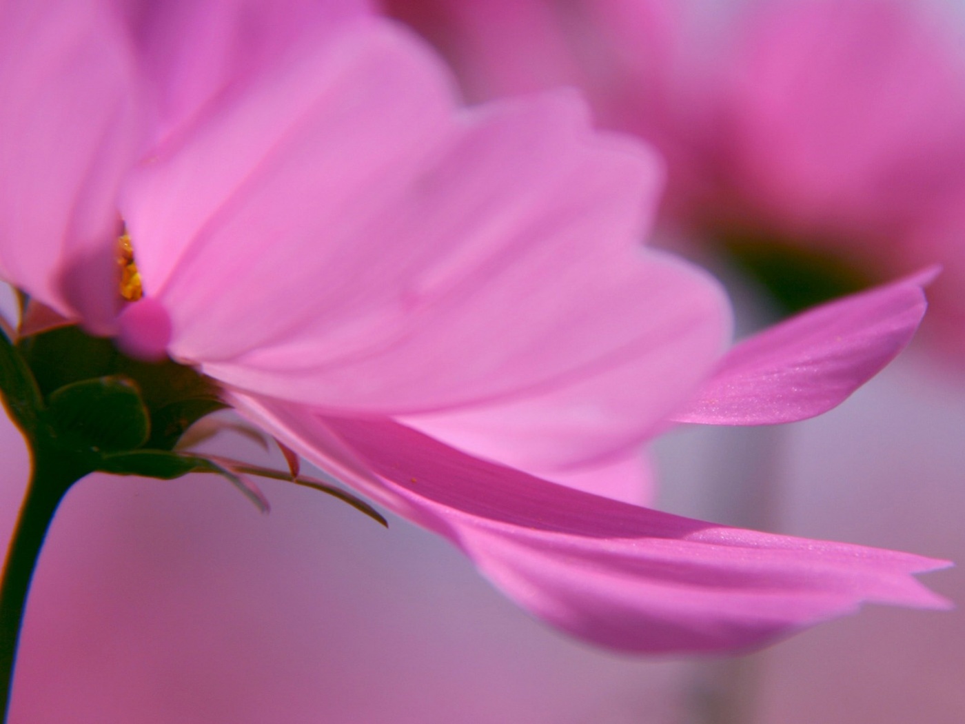 Розовый цветок обои