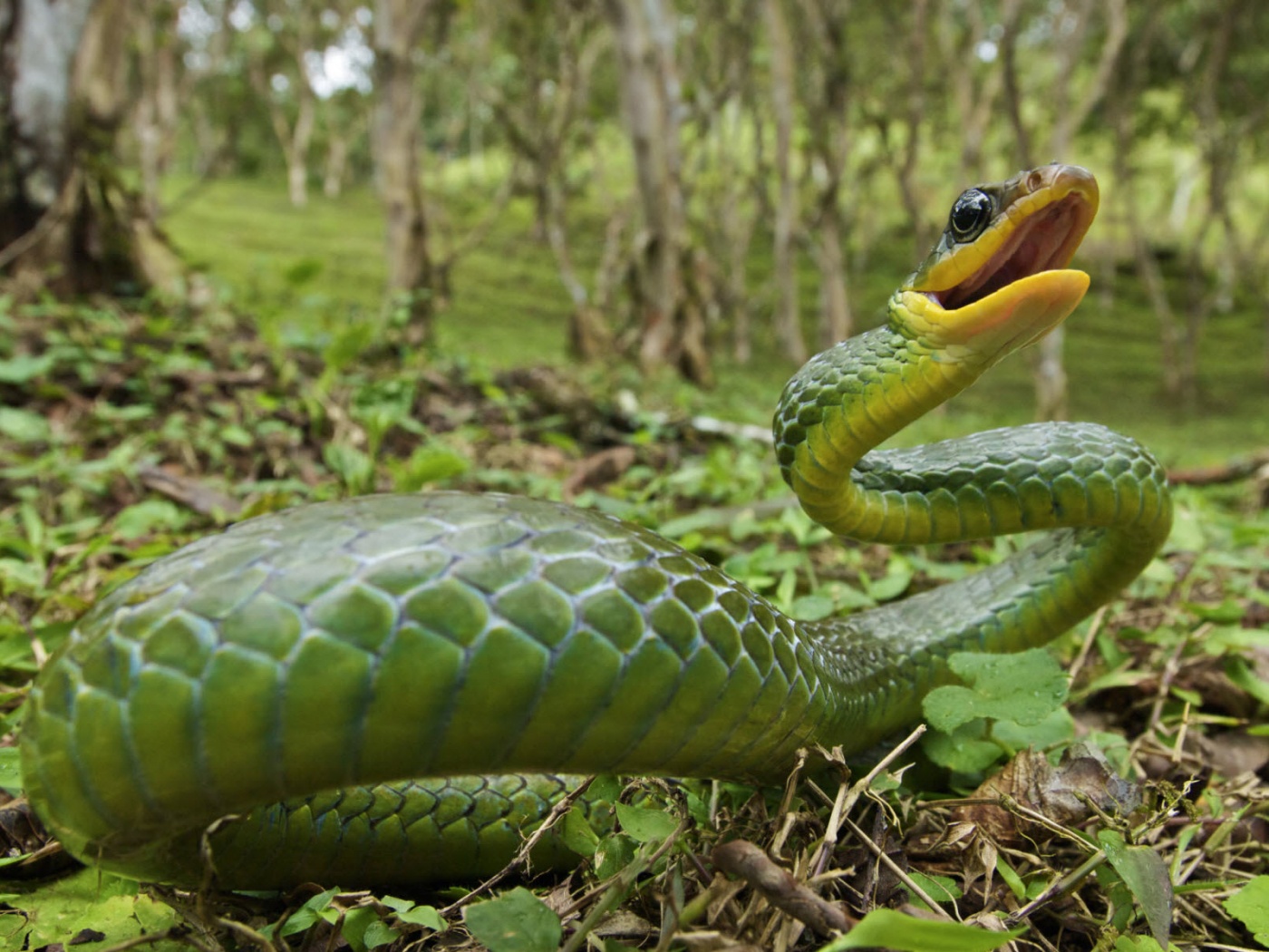 Зелёная змея обои