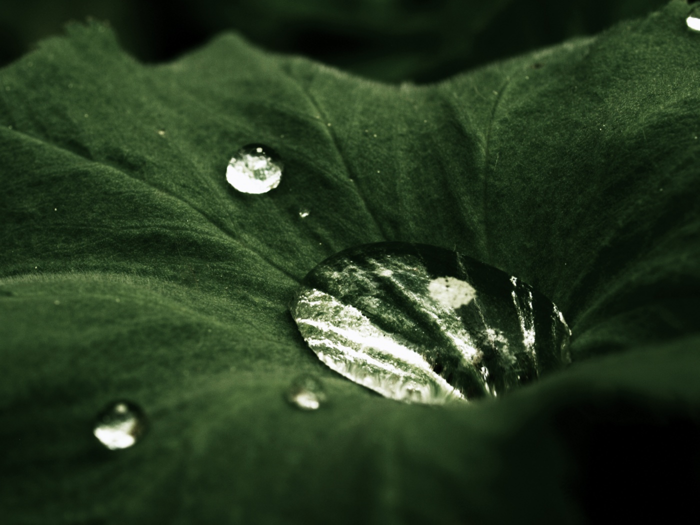 Капля в листе обои