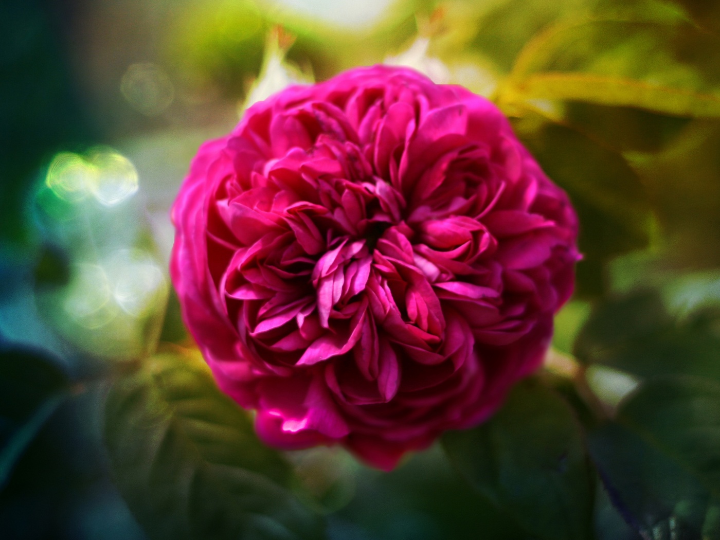 Клевер крупным планом обои