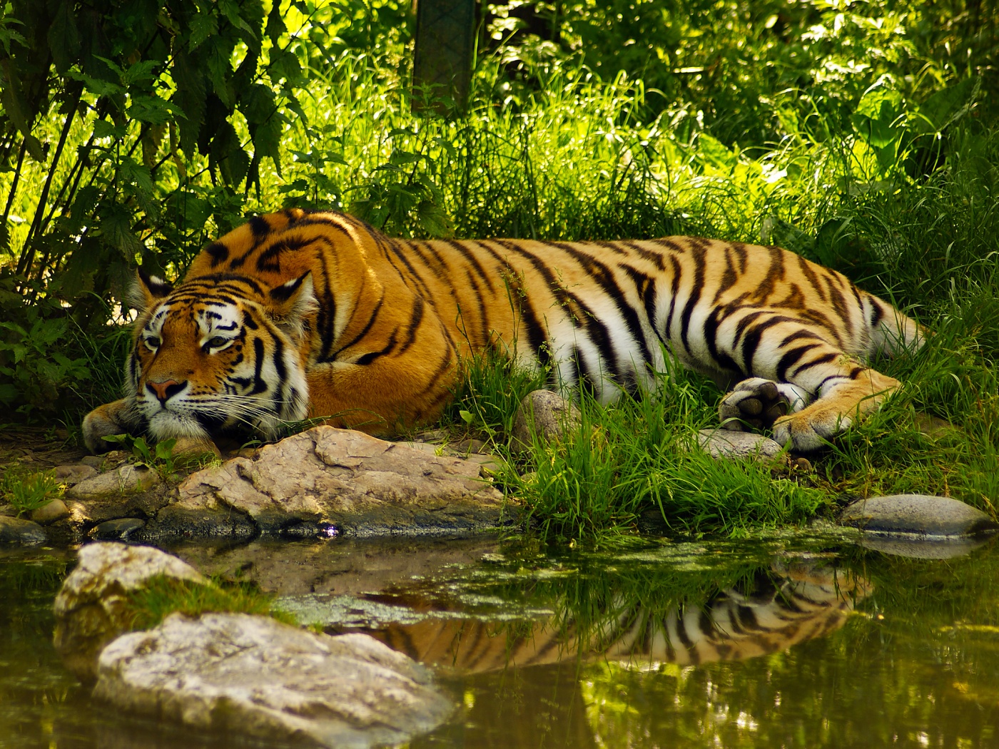 Тигр отдыхает обои