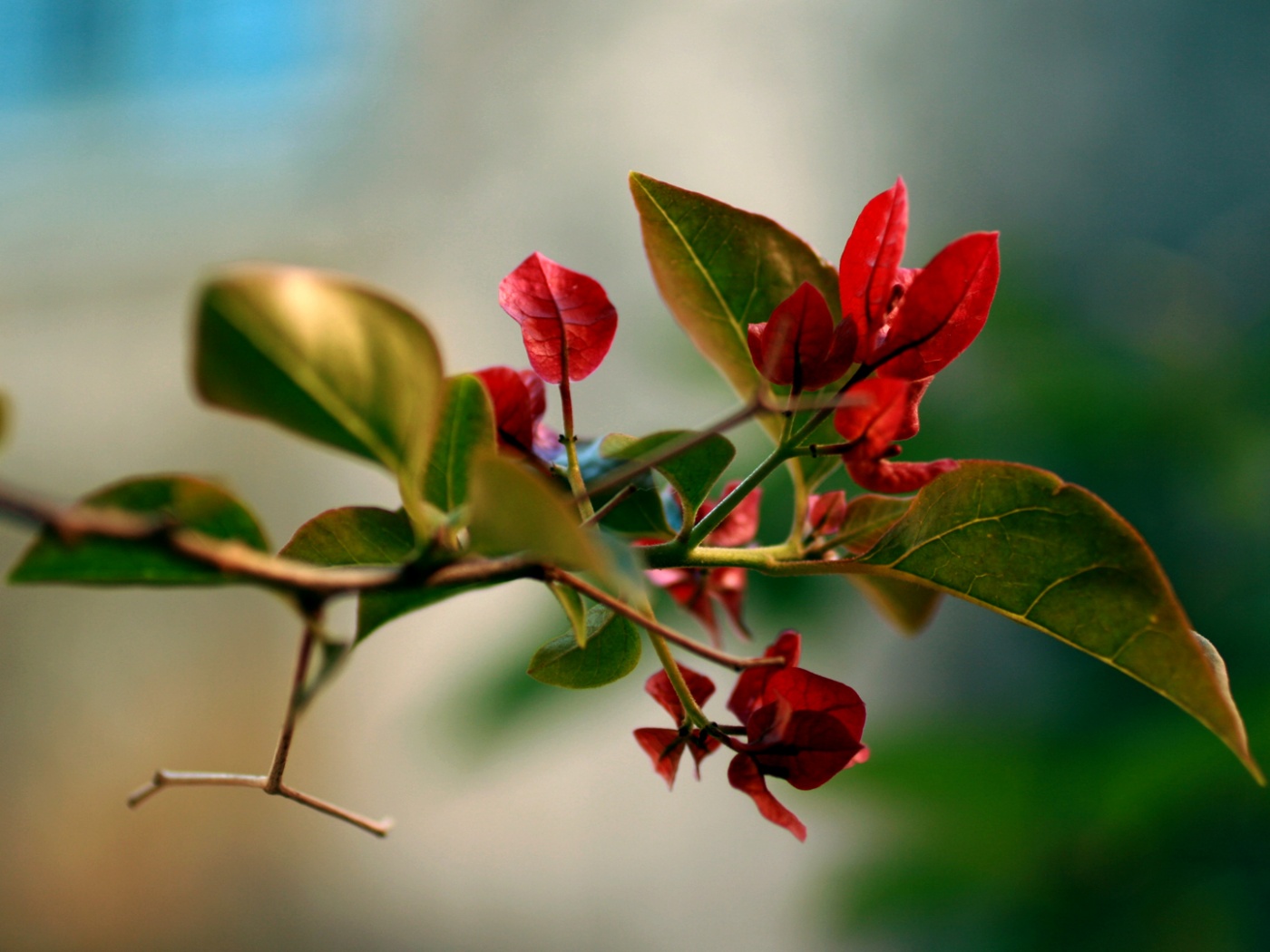 Разноцветные листья обои