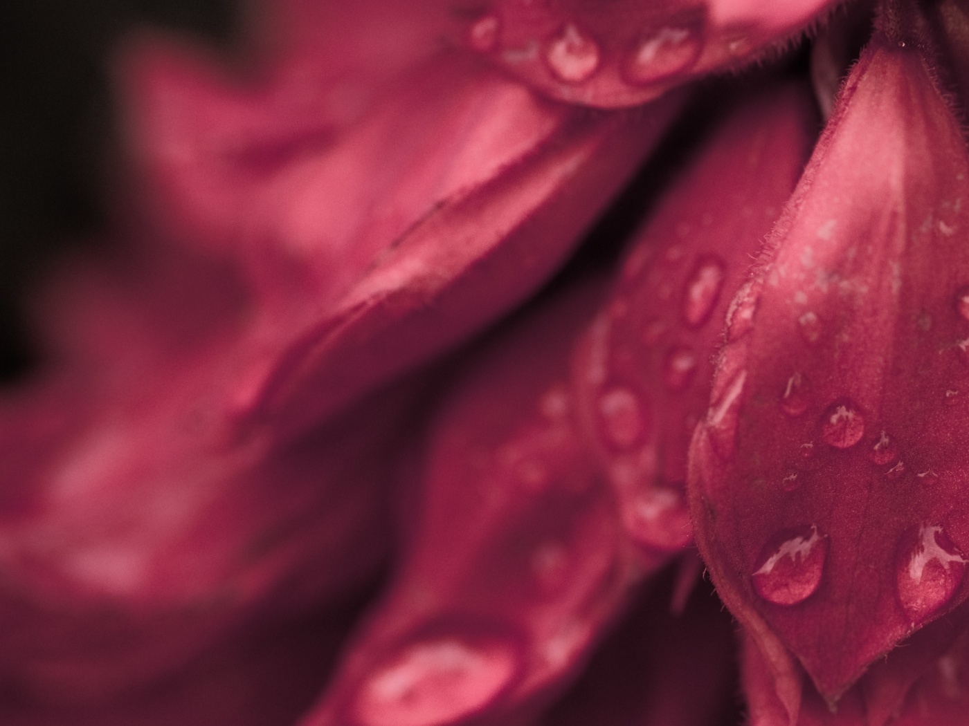 Лепестки обои