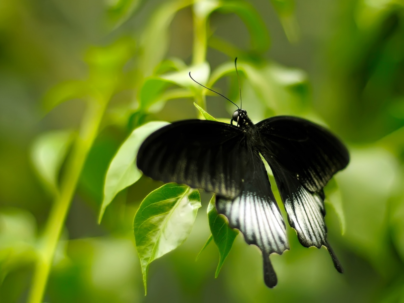 Бабочка с чёрно-белыми крыльями обои
