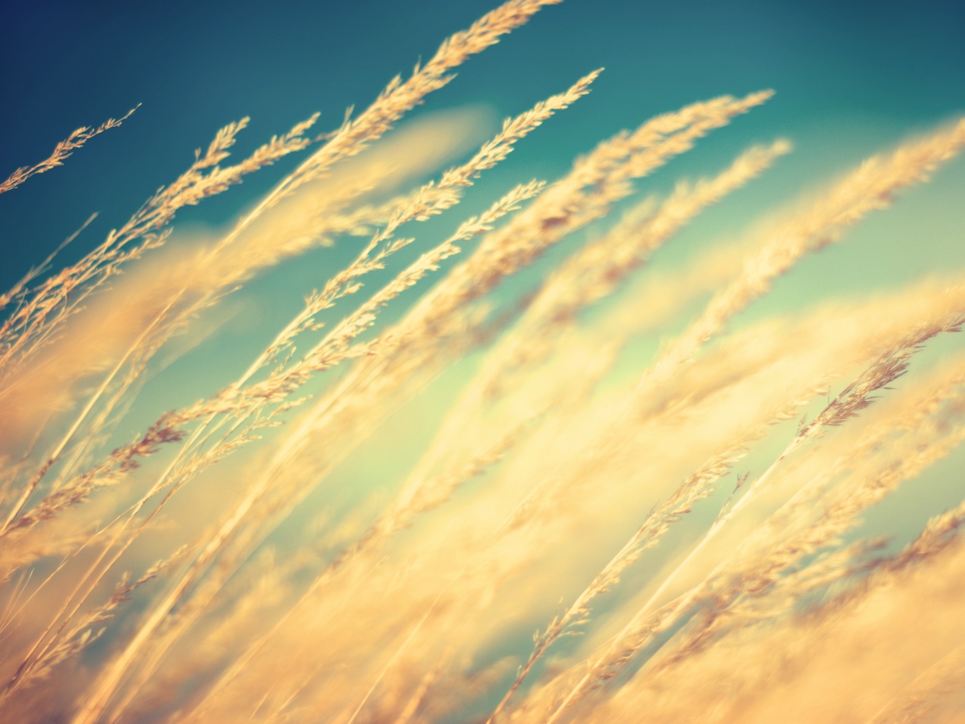 Колосья обои