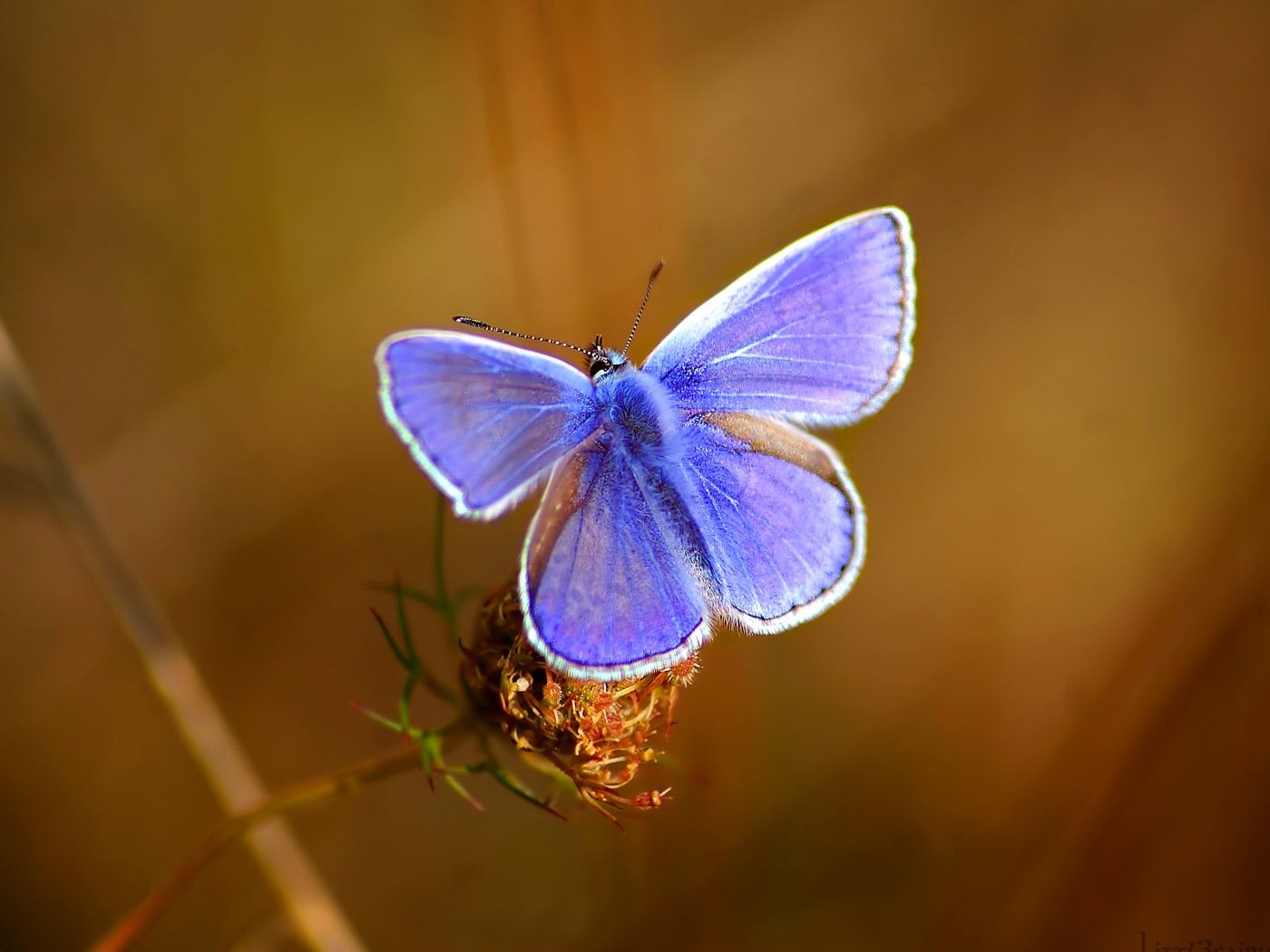 Бабочка с фиолетовыми крыльями обои