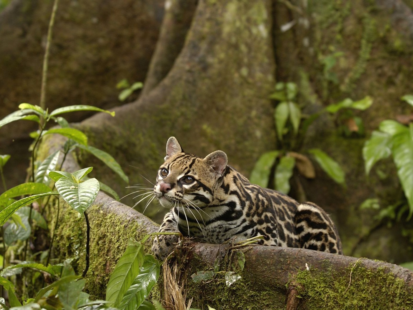 Оцелот обои