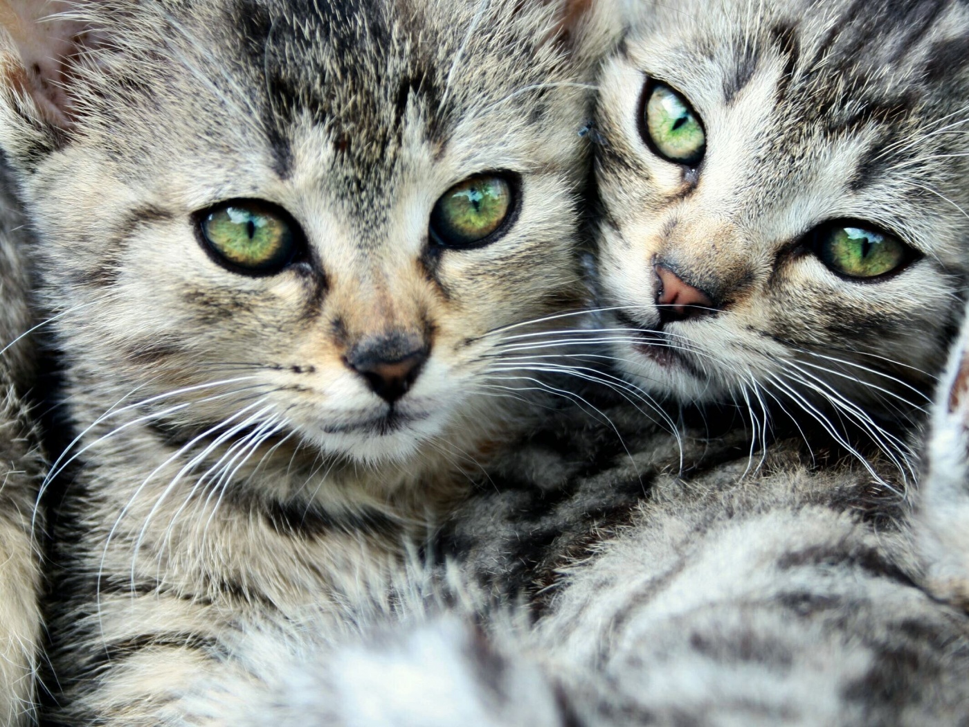 Котята в обнимку обои