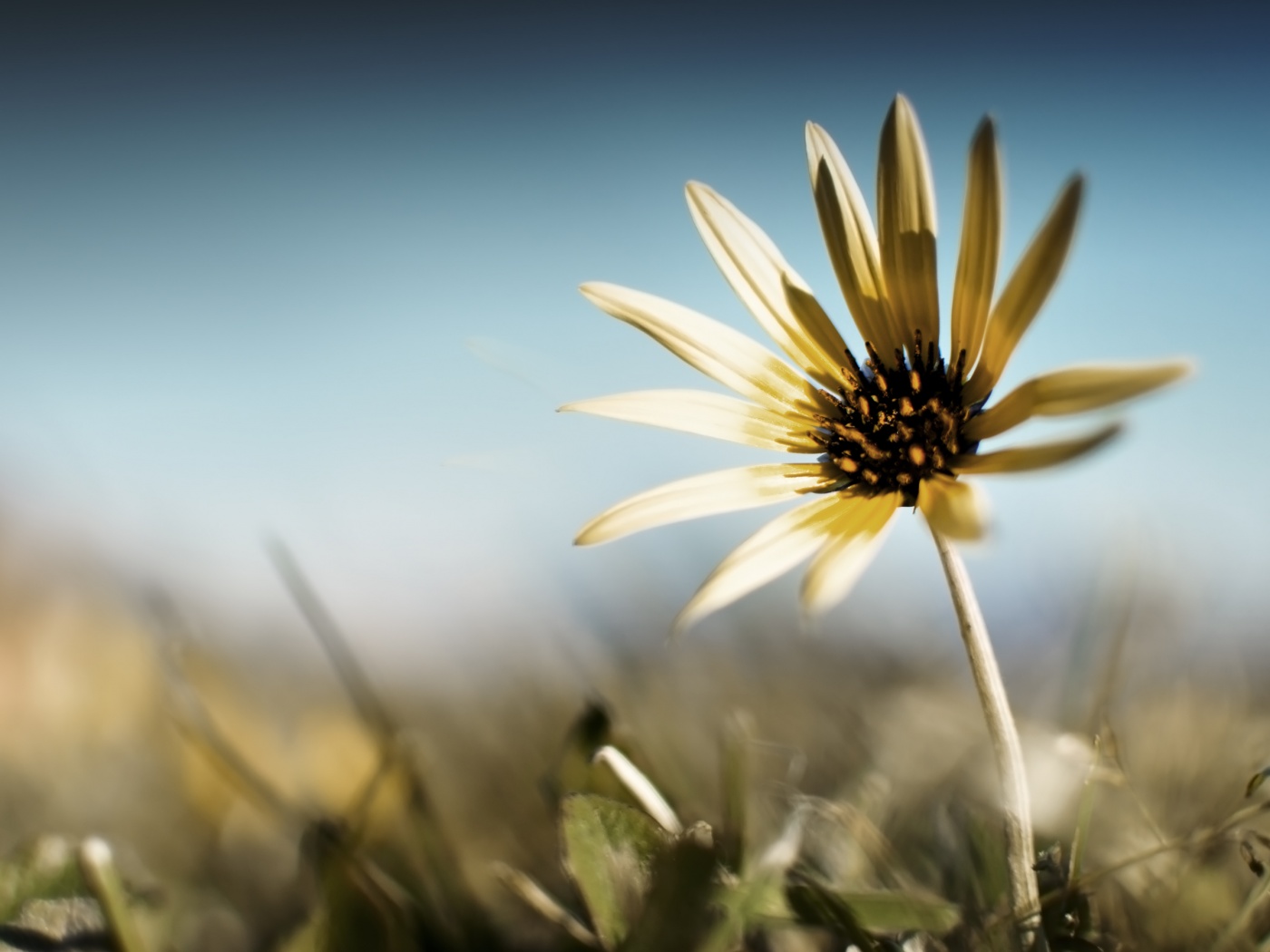 Летний цветок на солнце обои